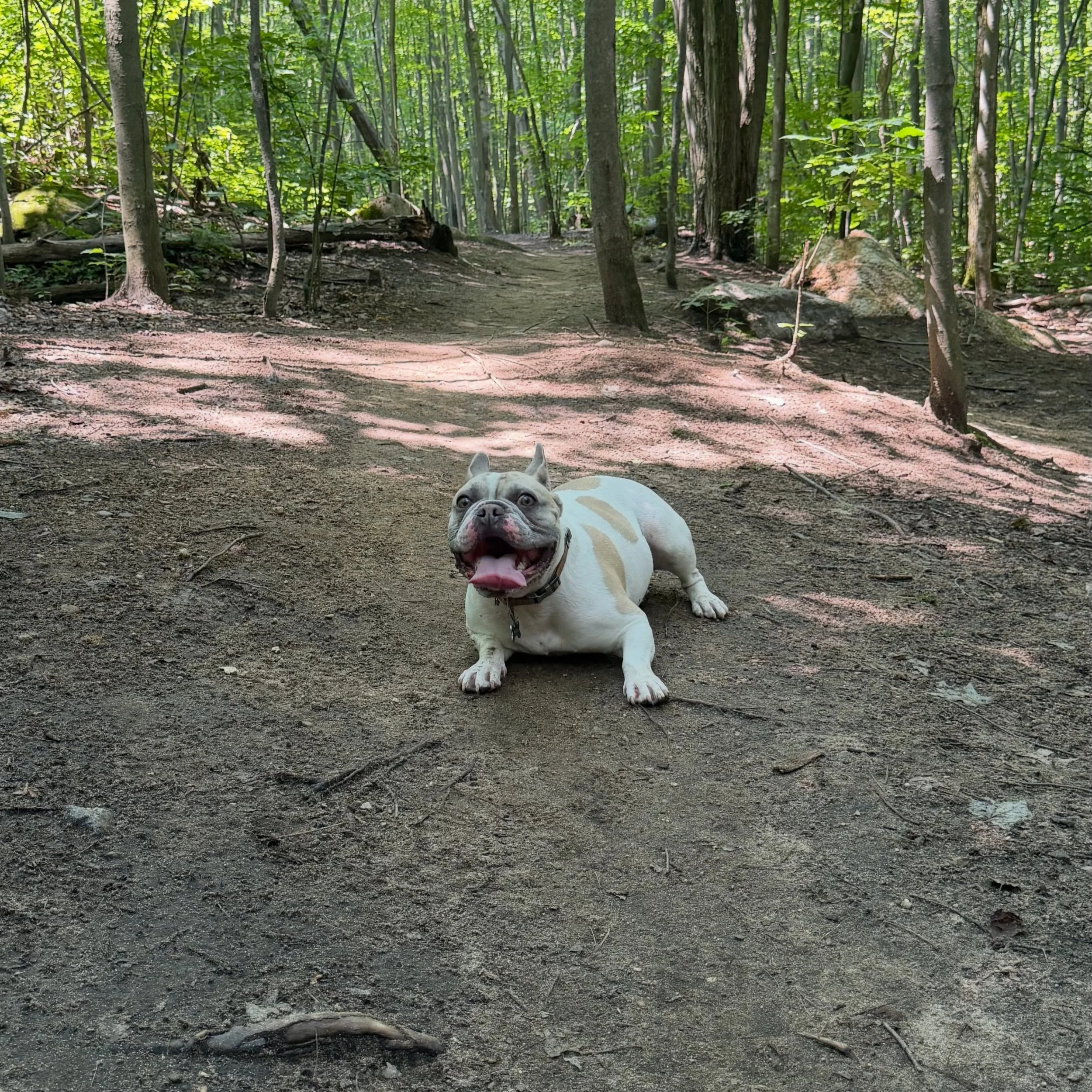 🎉 Congratulations to Winston on his very first off-leash hike with The  Paw Bus! 🐾💚

Today was a huge milestone, and we couldn&rsquo;t be prouder of him. Winston stayed close by my side, checked in often, and waited patiently for my commands throu