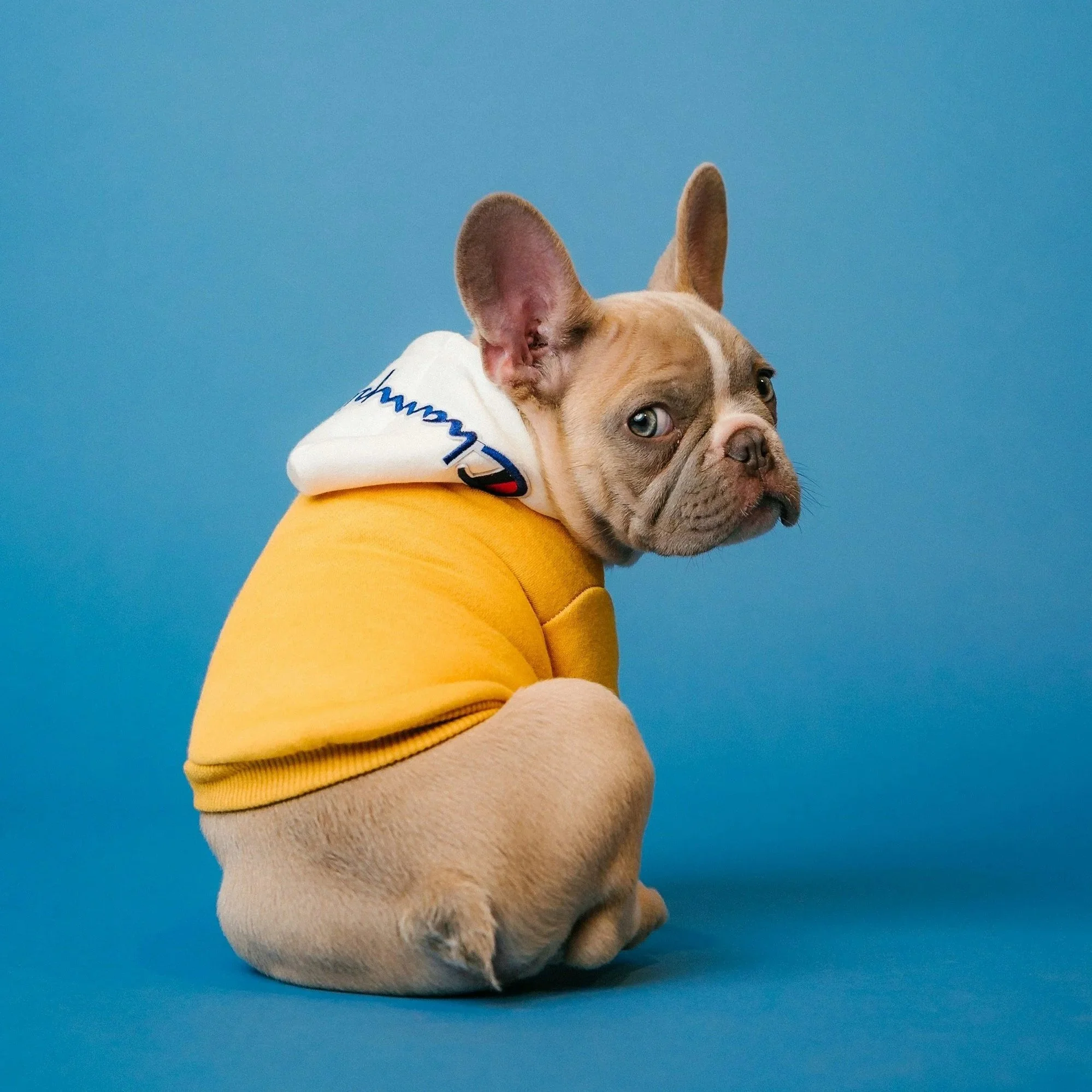 A French Bulldog puppy wearing a yellow hoodie and hoodie with American flag logo, sitting against a blue background, looking over its shoulder.