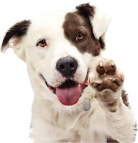 A happy dog with a white and brown coat, raising its paw.