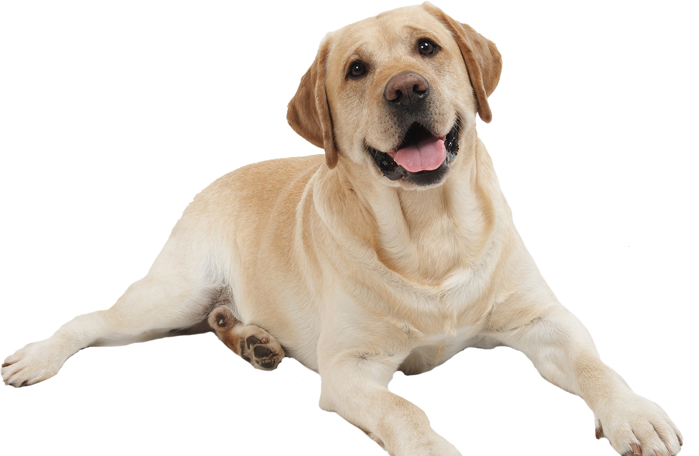 Friendly yellow Labrador Retriever laying down with tongue out, looking at the camera.