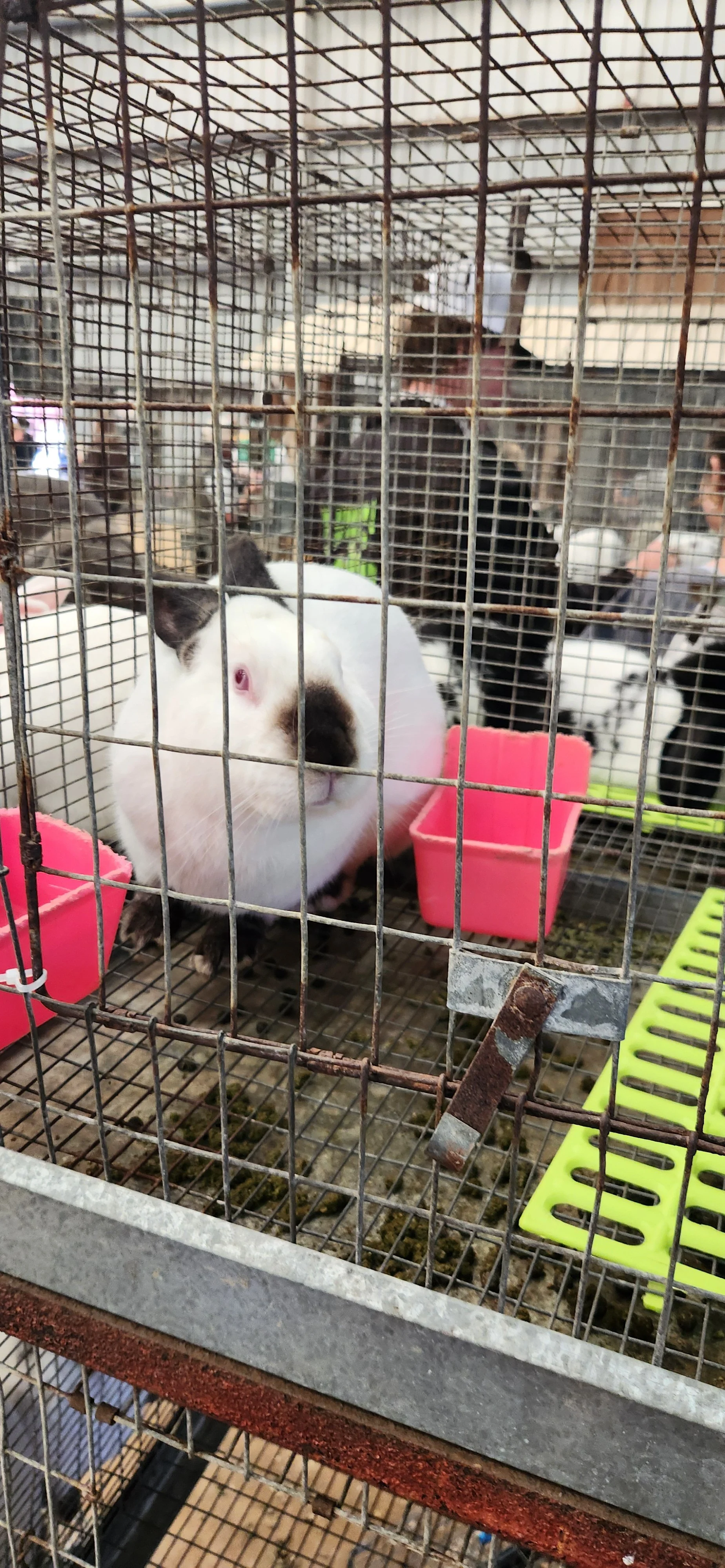 Salinas Valley County Fair (15).jpg