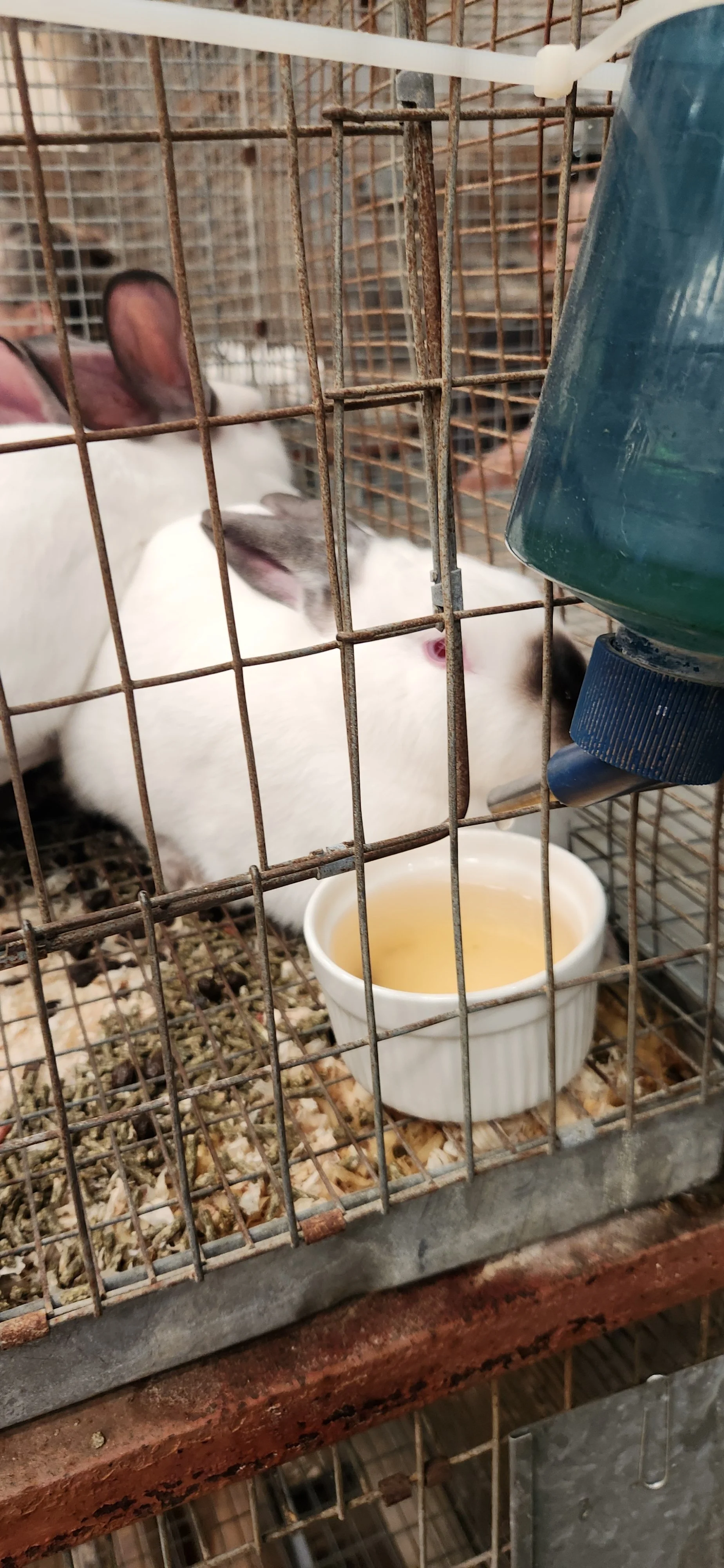 Salinas Valley County Fair (16).jpg