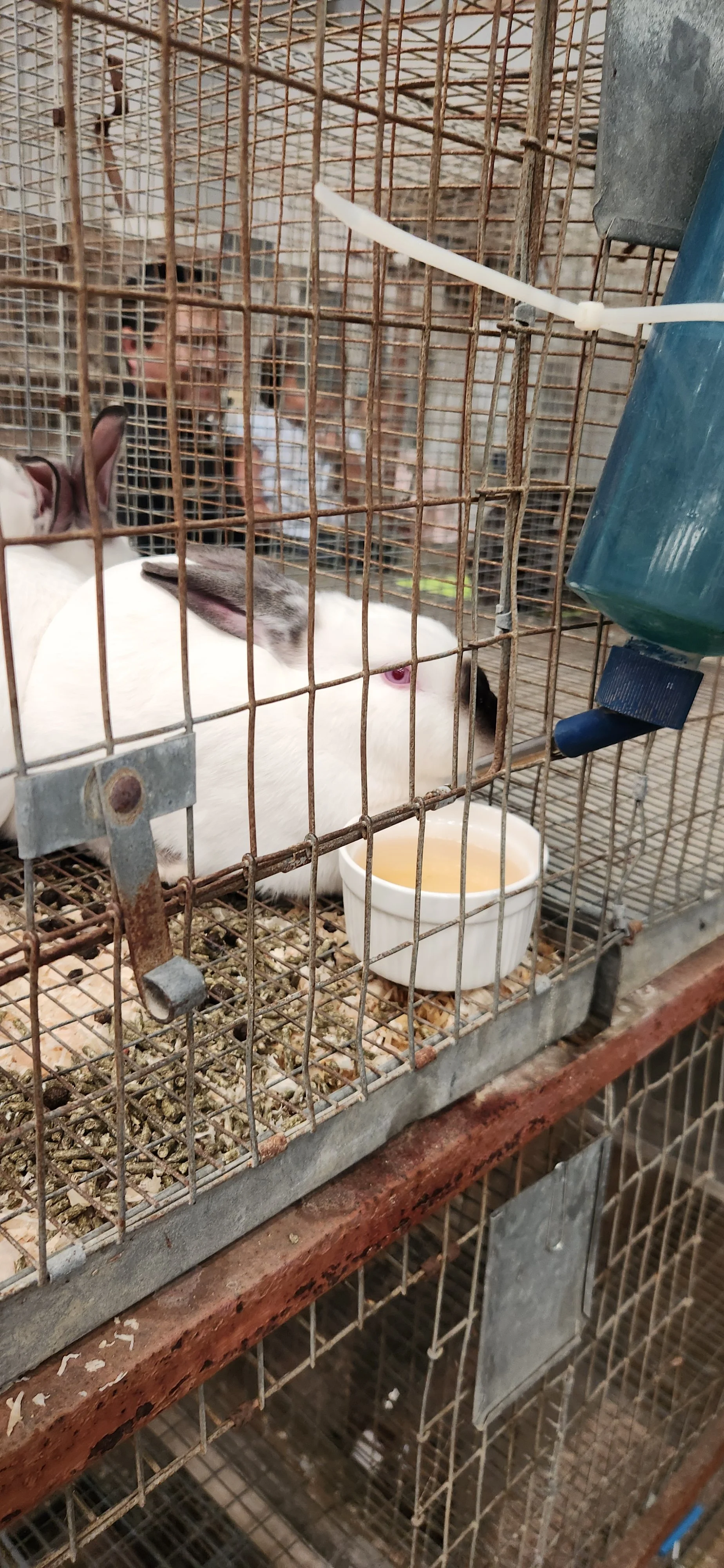 Salinas Valley County Fair (17).jpg