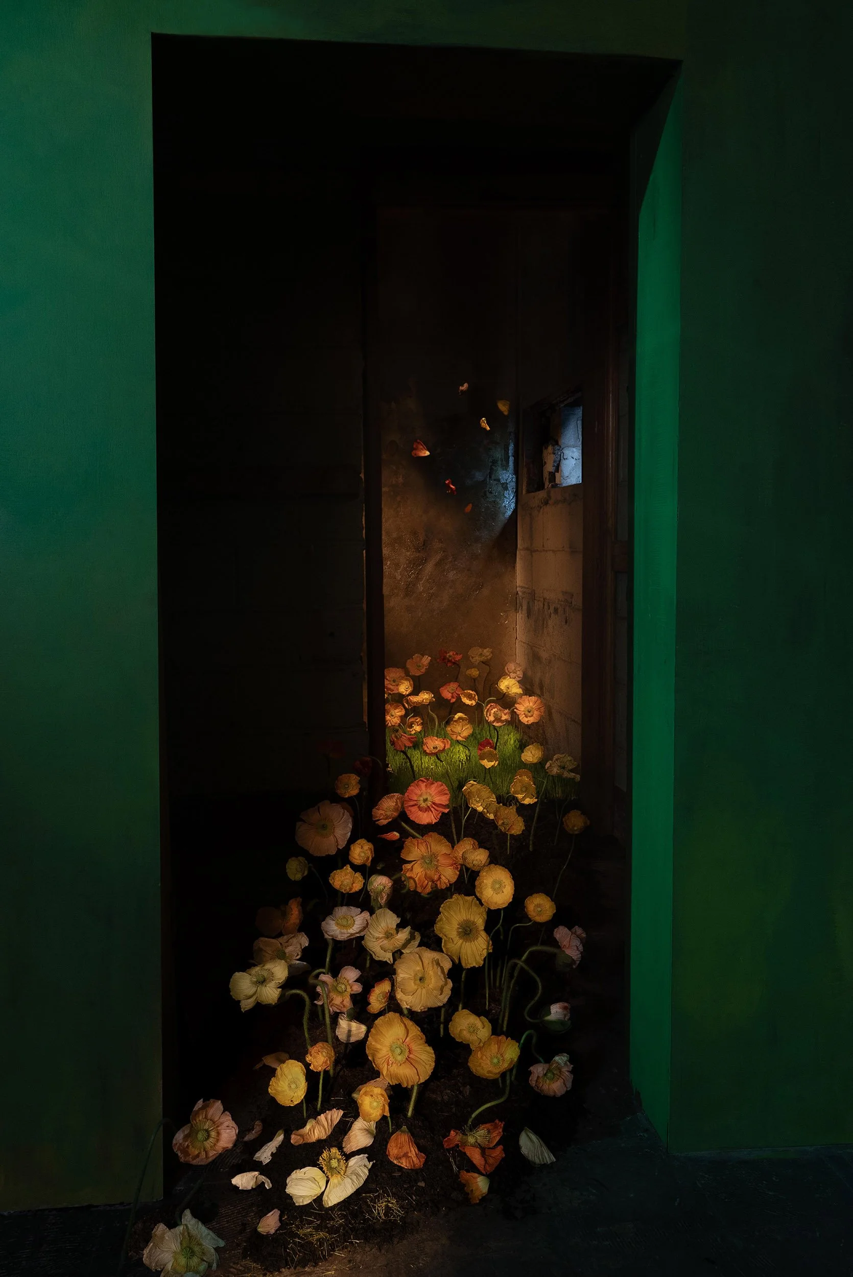 Field of Poppy Flowers, 2024