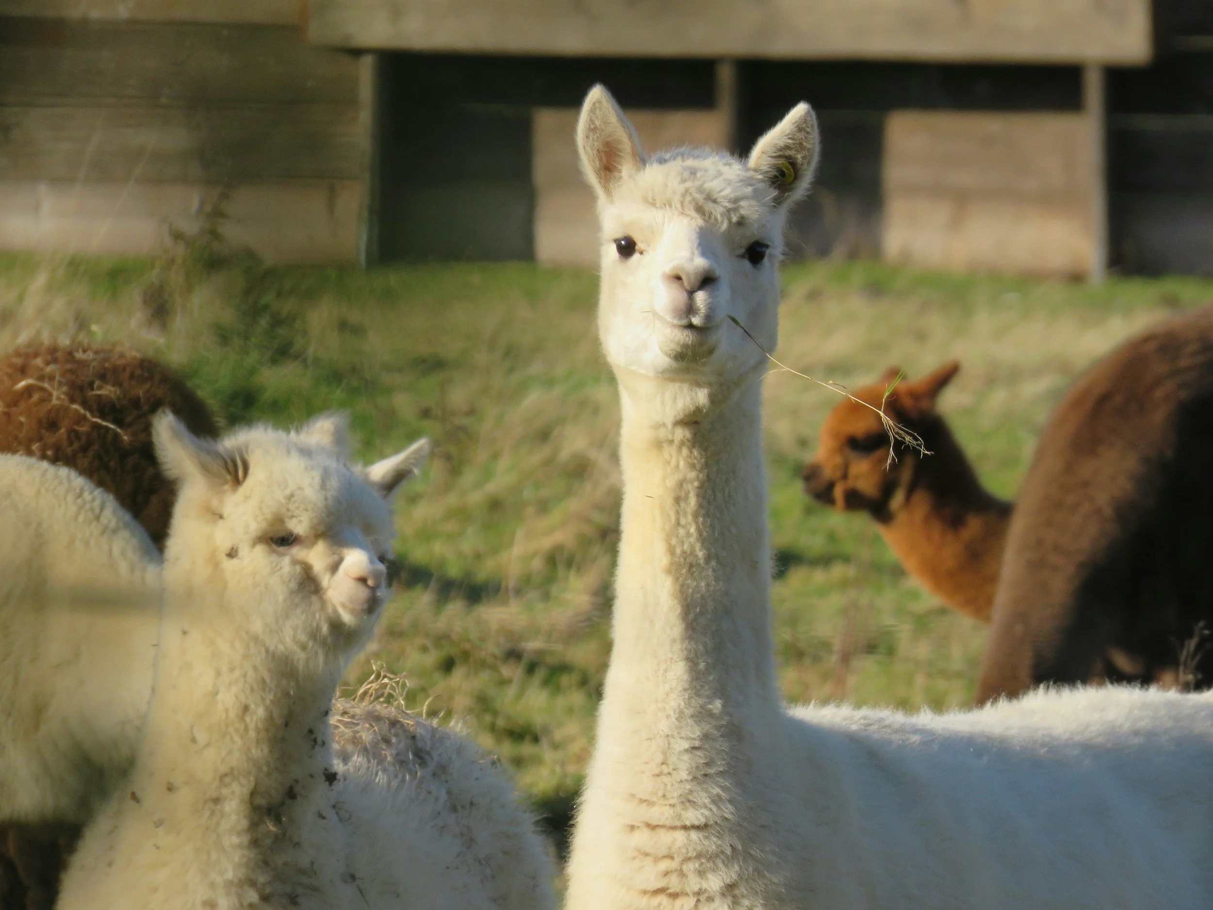 Alpaca Storytime on the Farm