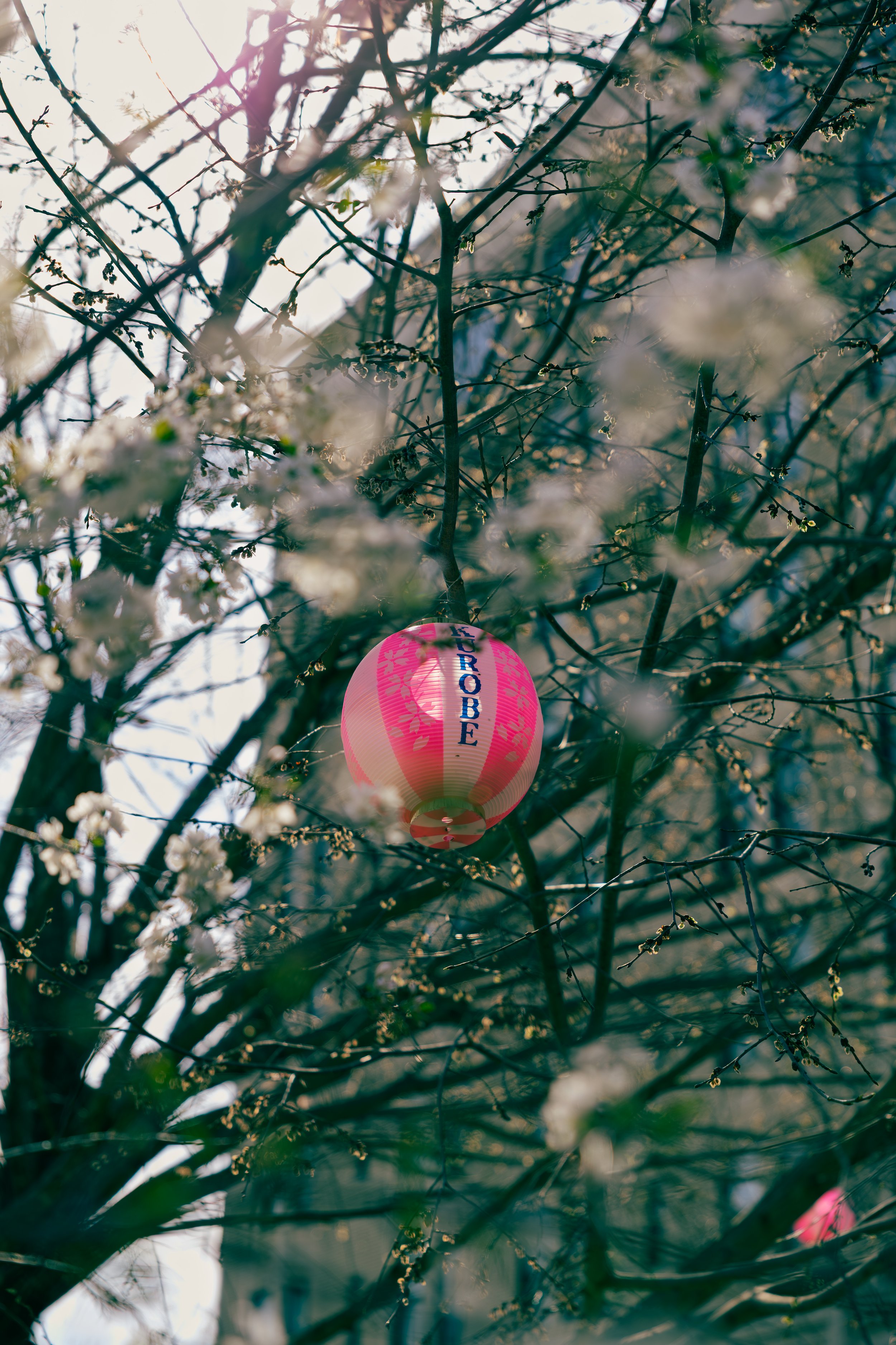 Pink and white paper lantern hanging among blooming tree branches with white flowers, sunlight filtering through.