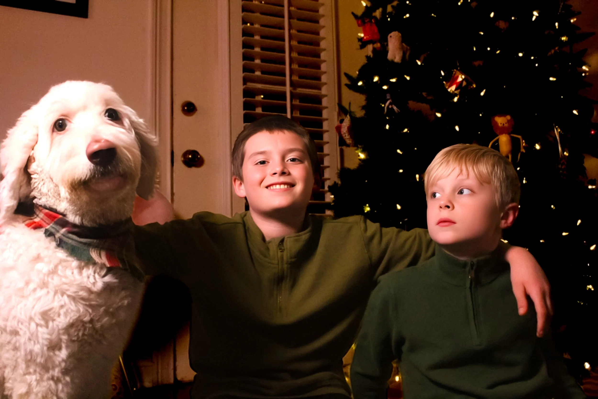 Two young boys and a large white dog with a red plaid bandana in front of a decorated Christmas tree with lights.