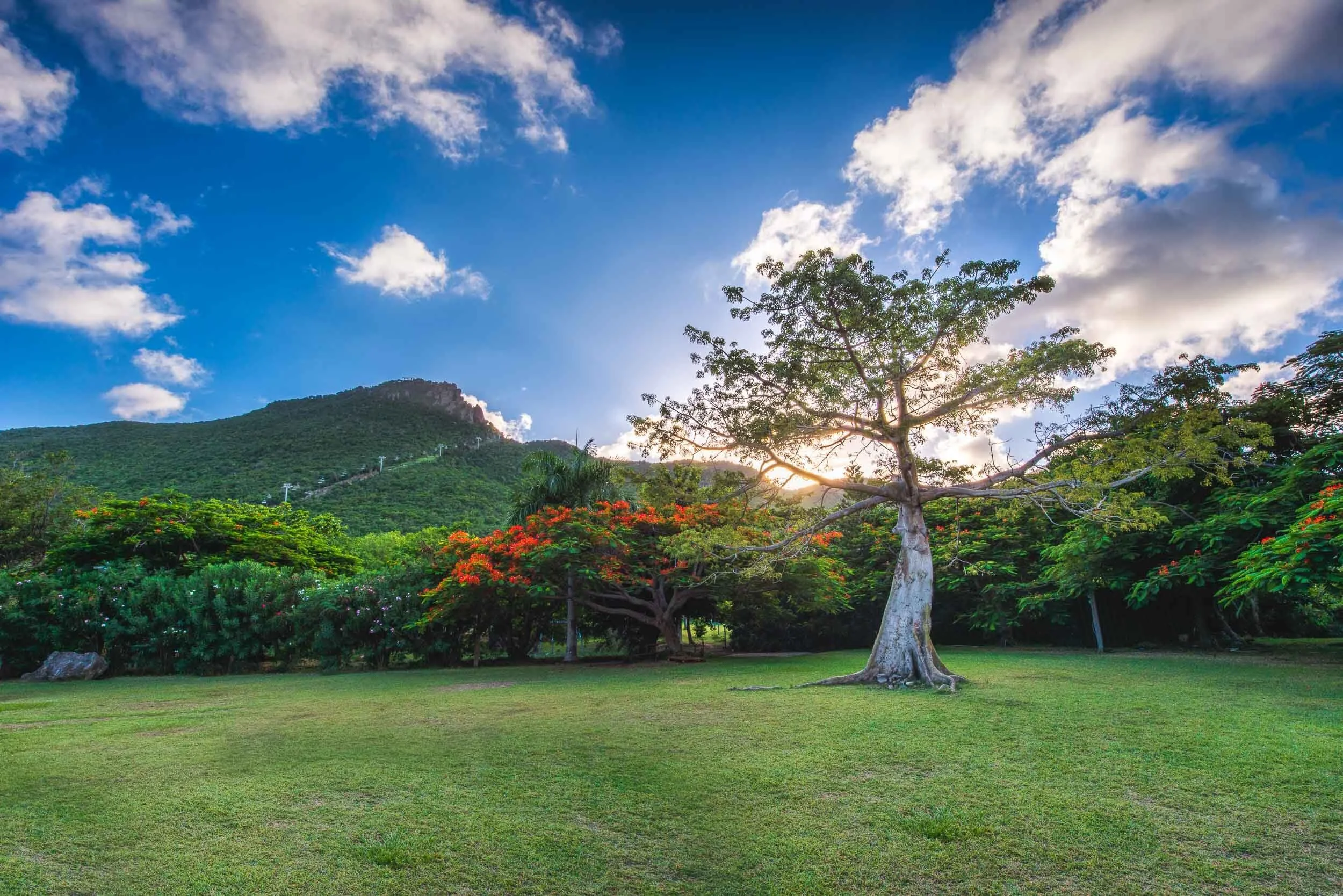 A lush green lawn with colorful flowers and trees, mountain in the background, blue sky with scattered white clouds, and sunlight shining through the trees.