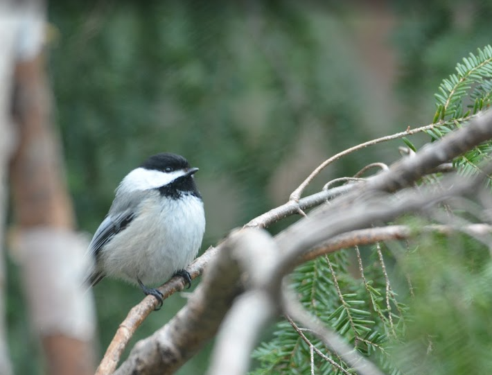 A small black and white bird perched on a branch in a green forested area.