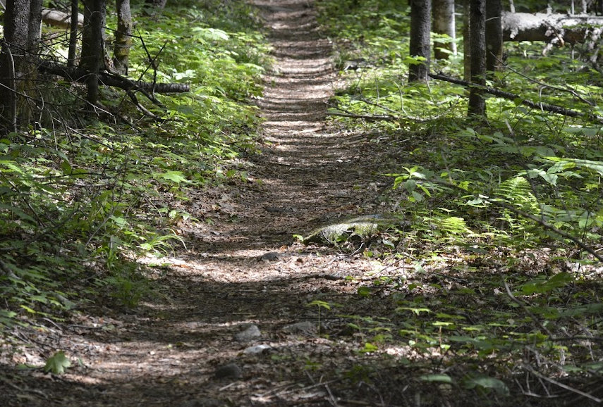 A dirt trail in a lush green forest with trees and ferns on both sides, sunlight filtering through the foliage.