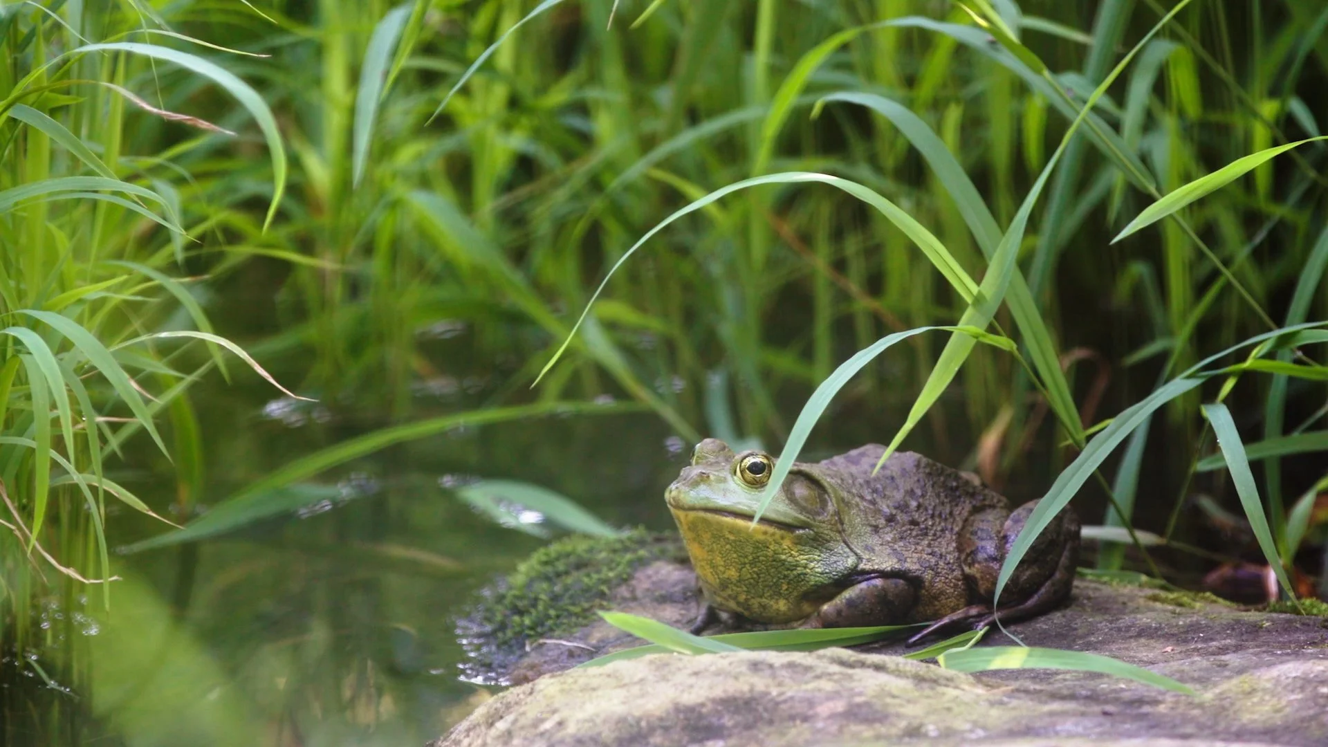 REI PetalsThroughPavement - EP1 City Slicker Farms.00_16_00_00.Still047.jpg