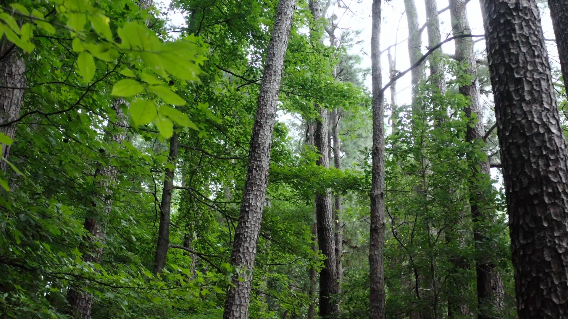 REI PetalsThroughPavement - EP1 City Slicker Farms.00_09_14_10.Still031.jpg