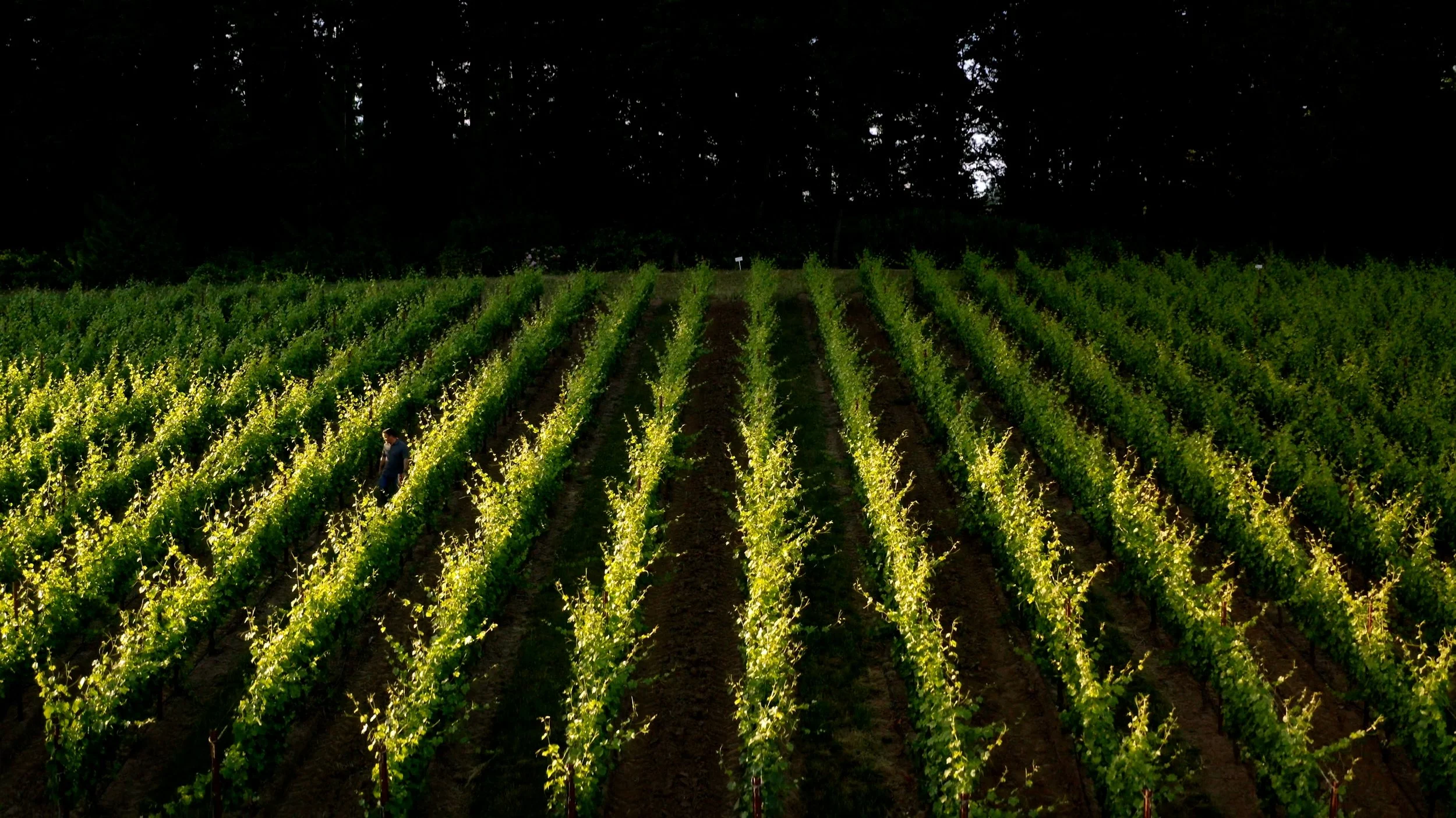 The Allison - Welcome (Long) - Revised Title - Web Master.00_01_15_15.Still006.jpg