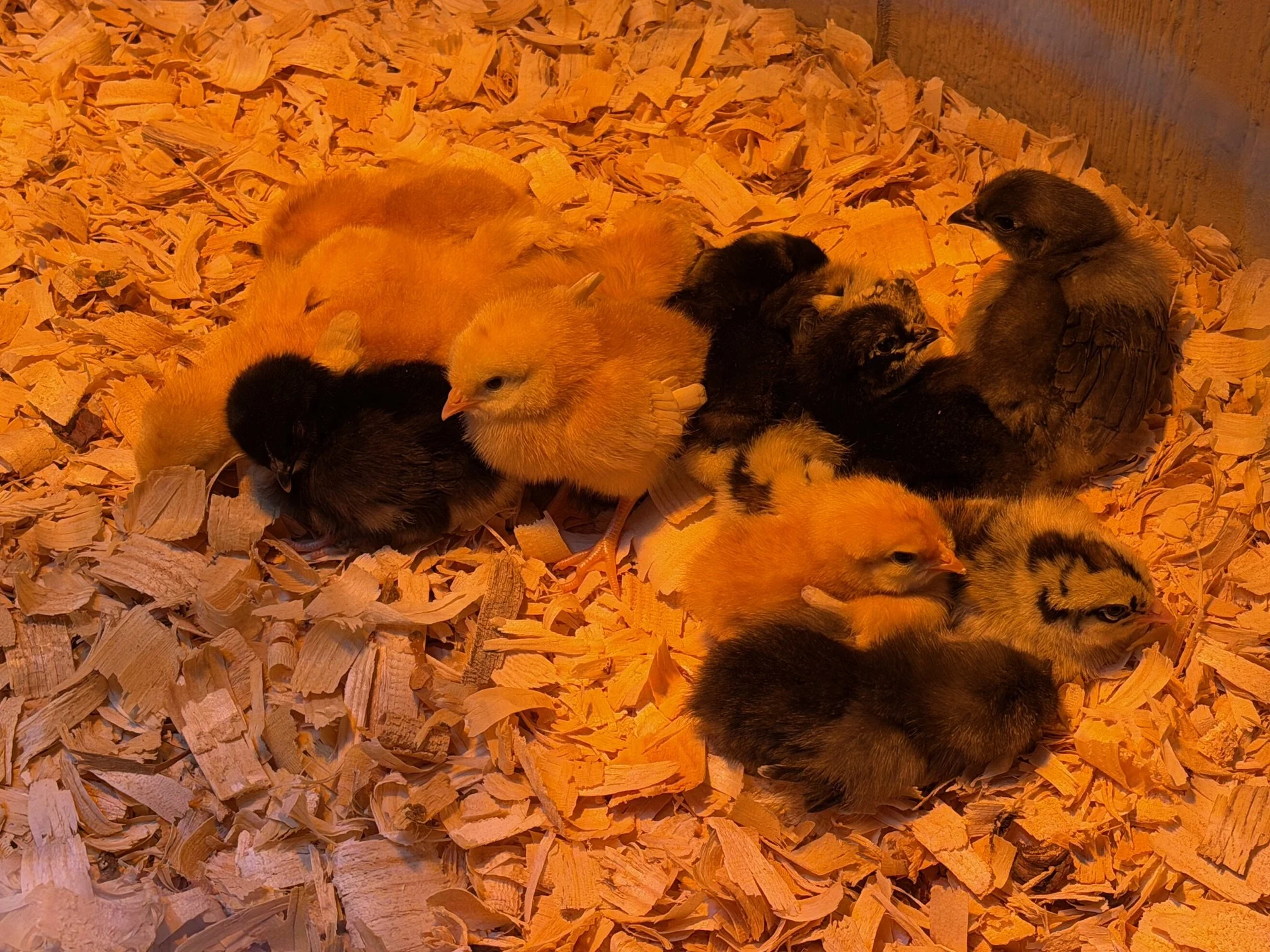 Spring Is Starting to Peep at Mosquito Hawk Farms