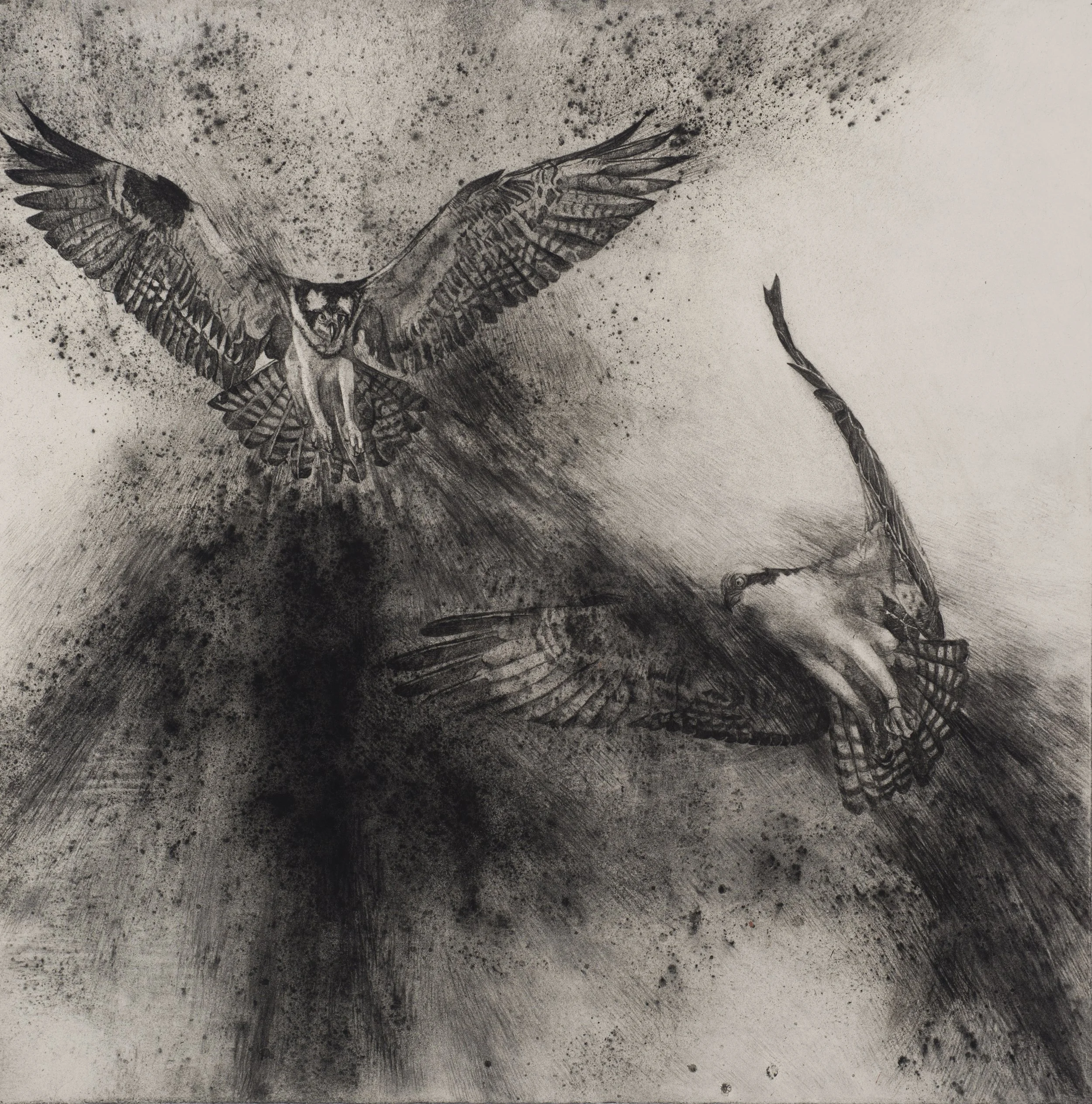 Xeno-Canto Duet ~ 30" x 30" ~ Charcoal on cotton rag paper