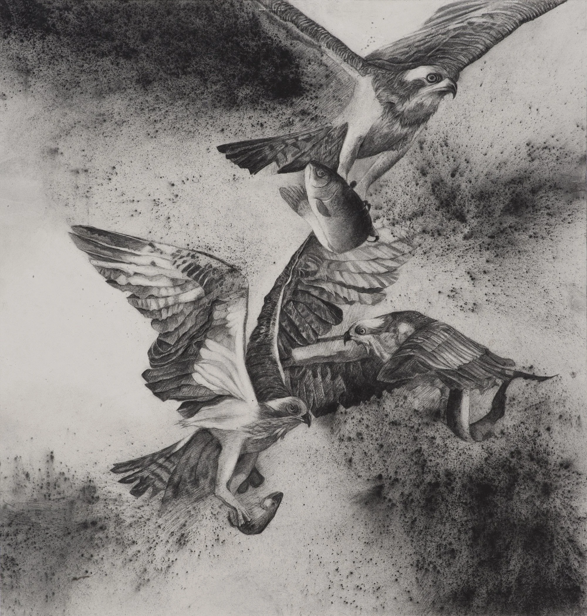 Chasing Horizons ~ 30" x 30" ~ Charcoal on cotton rag paper