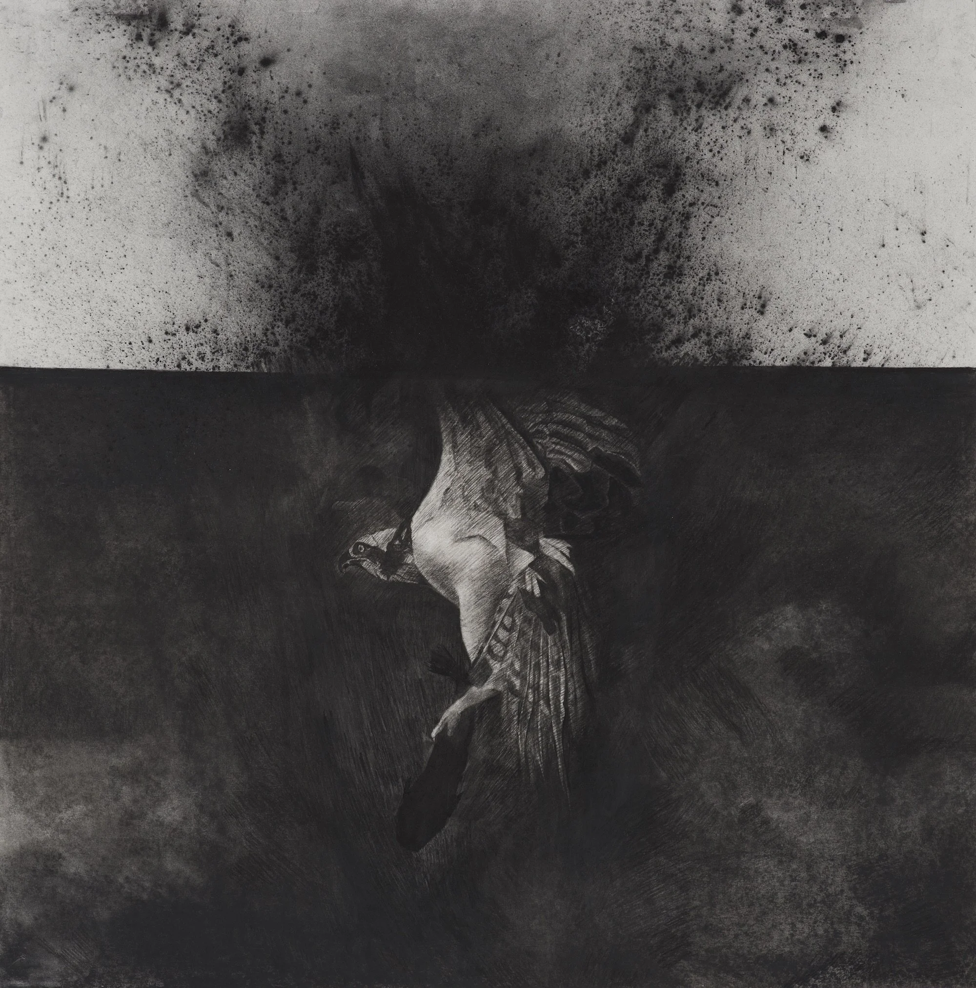 R1 Needs To Get Airborne ~ 30" x 30" ~ Charcoal on cotton rag paper