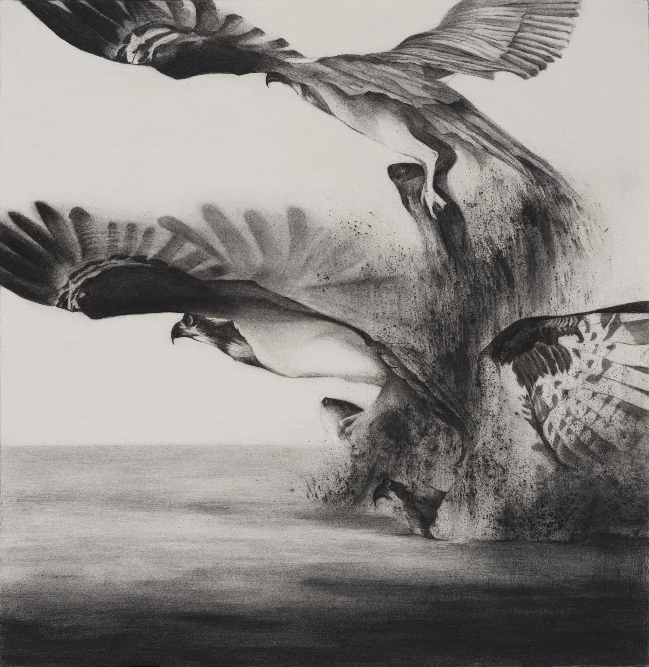 Maya’s Return ~ 30" x 30" ~ Charcoal on cotton rag paper