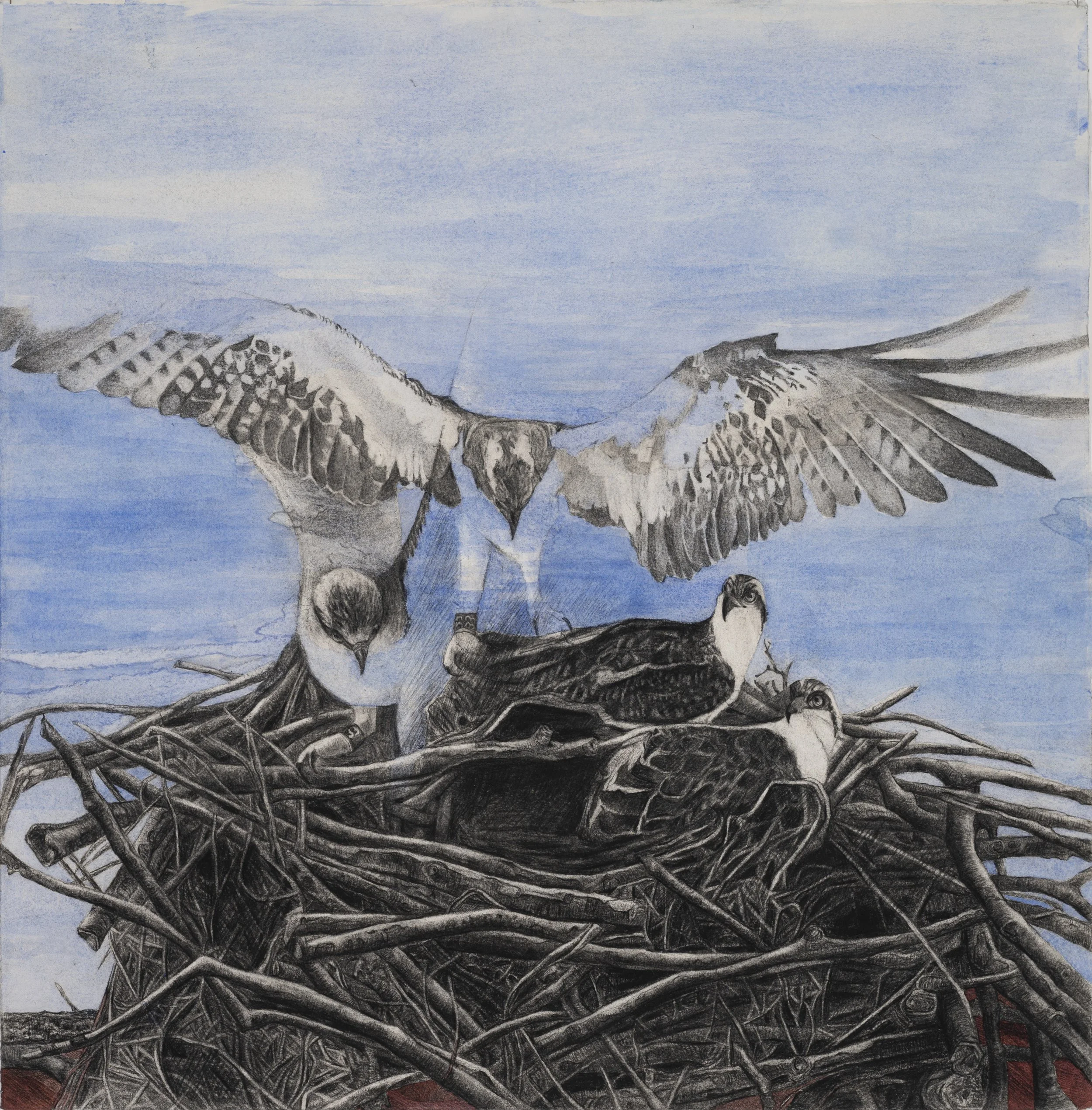 33’s Return ~ 30" x 30" ~ Charcoal on cotton rag paper