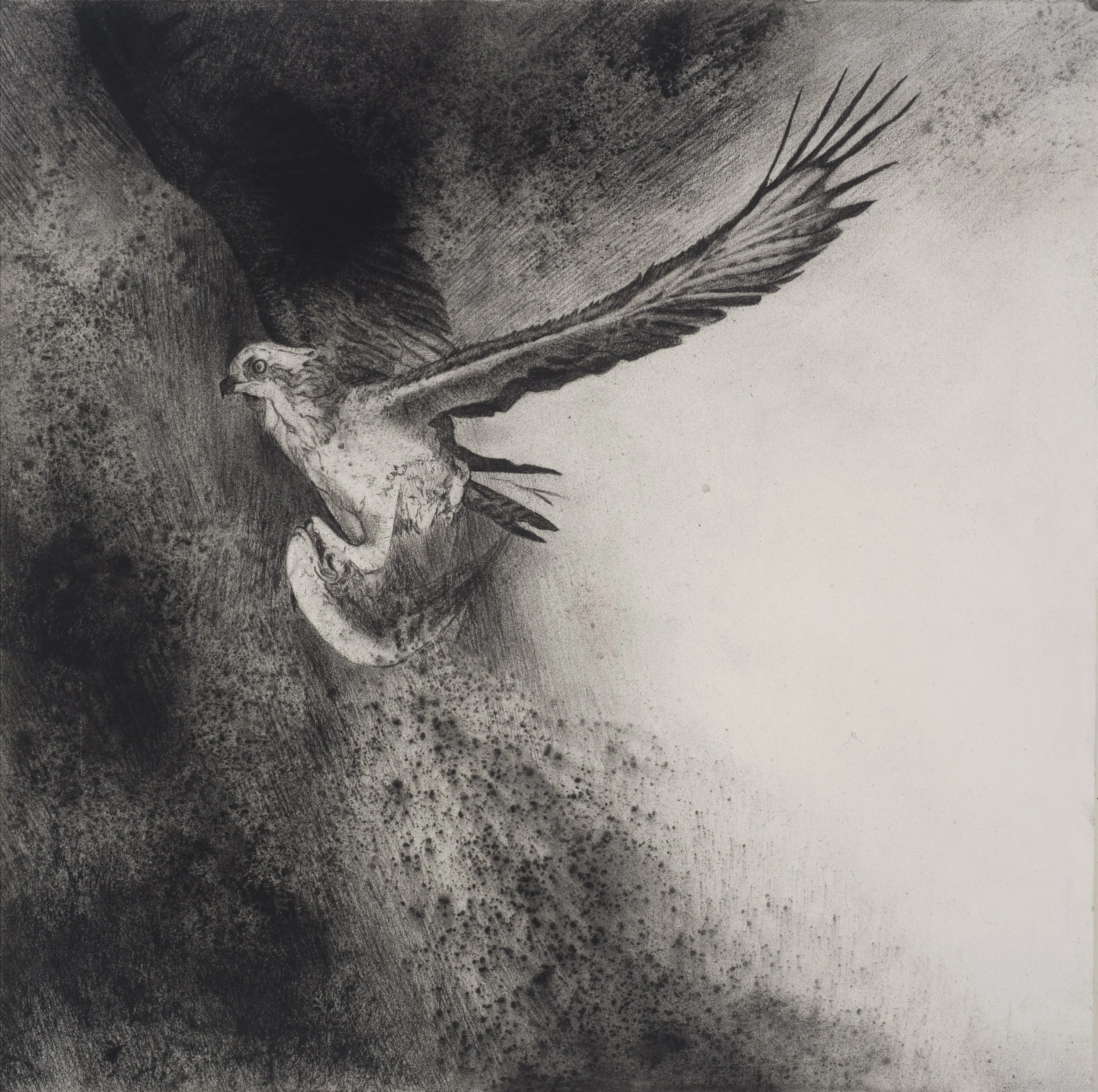 Morning Flight Minnesota River ~ 20" x 20" ~ Charcoal on cotton rag paper