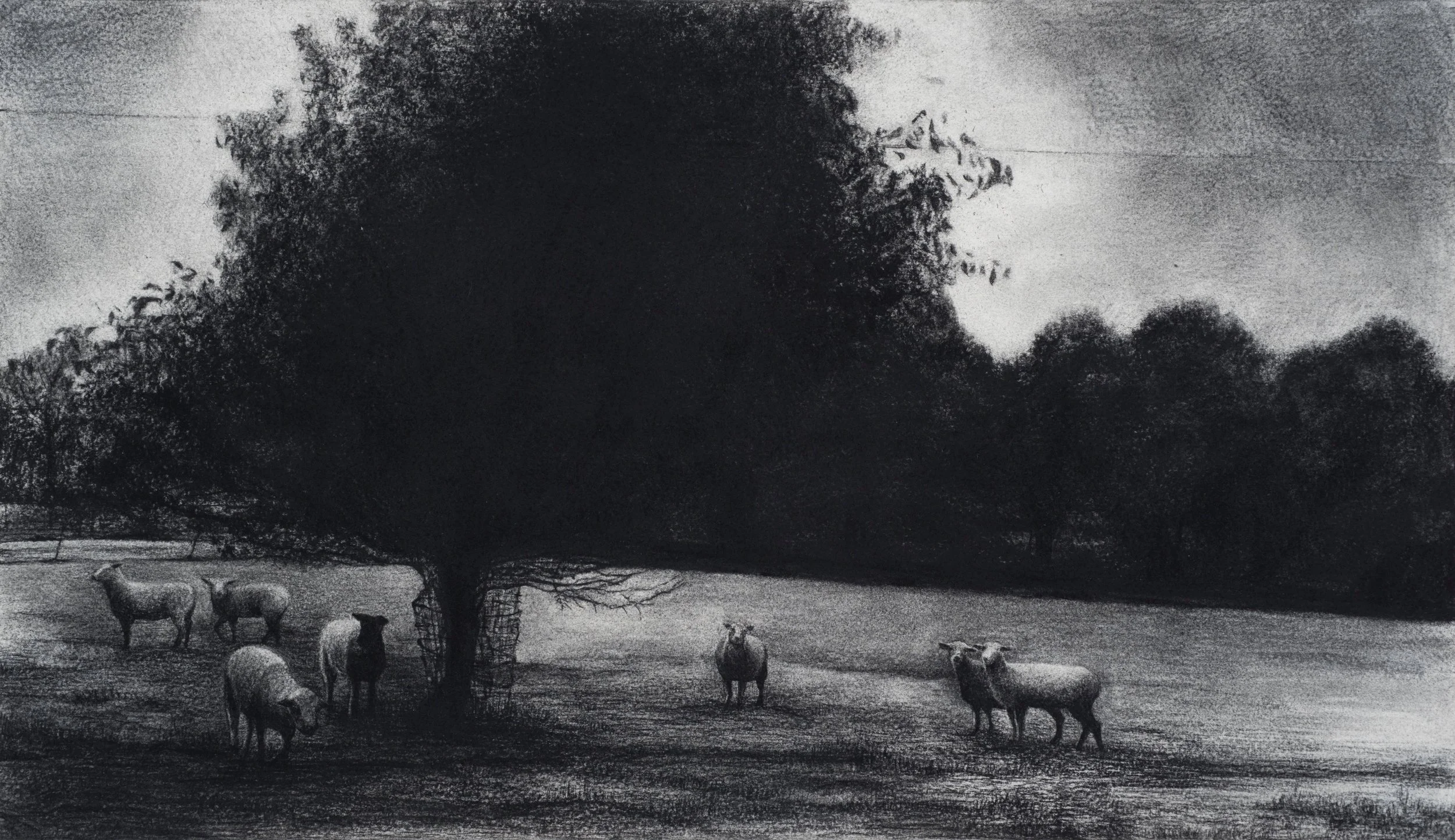 Nicollet Country Sheep ~ 20" x 24" ~ Charcoal on cotton rag paper