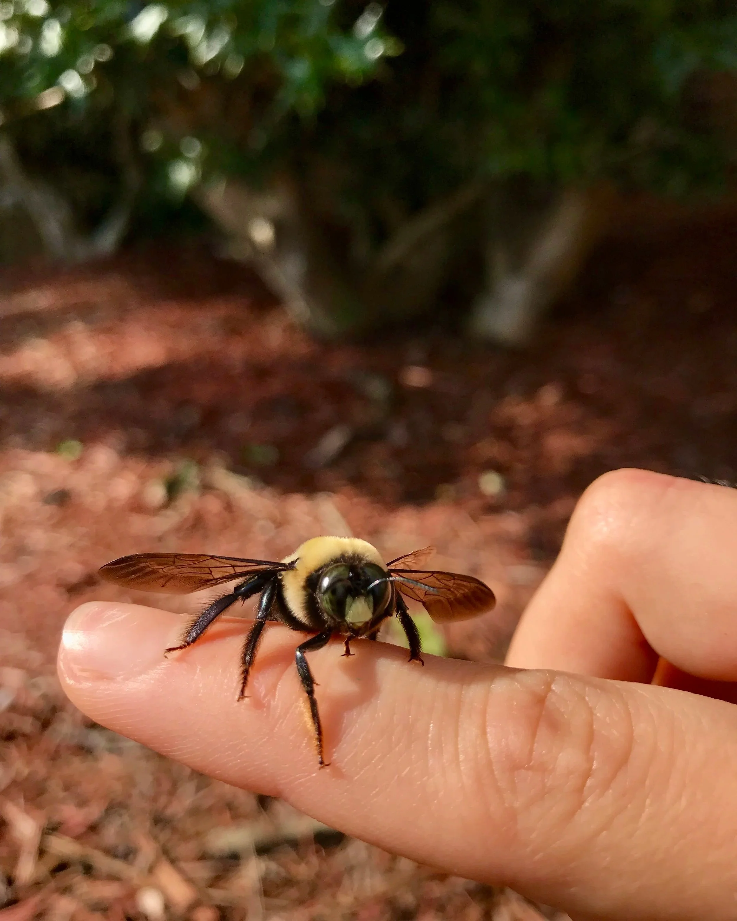A carpenter bee resting on a person's hand in a garden.