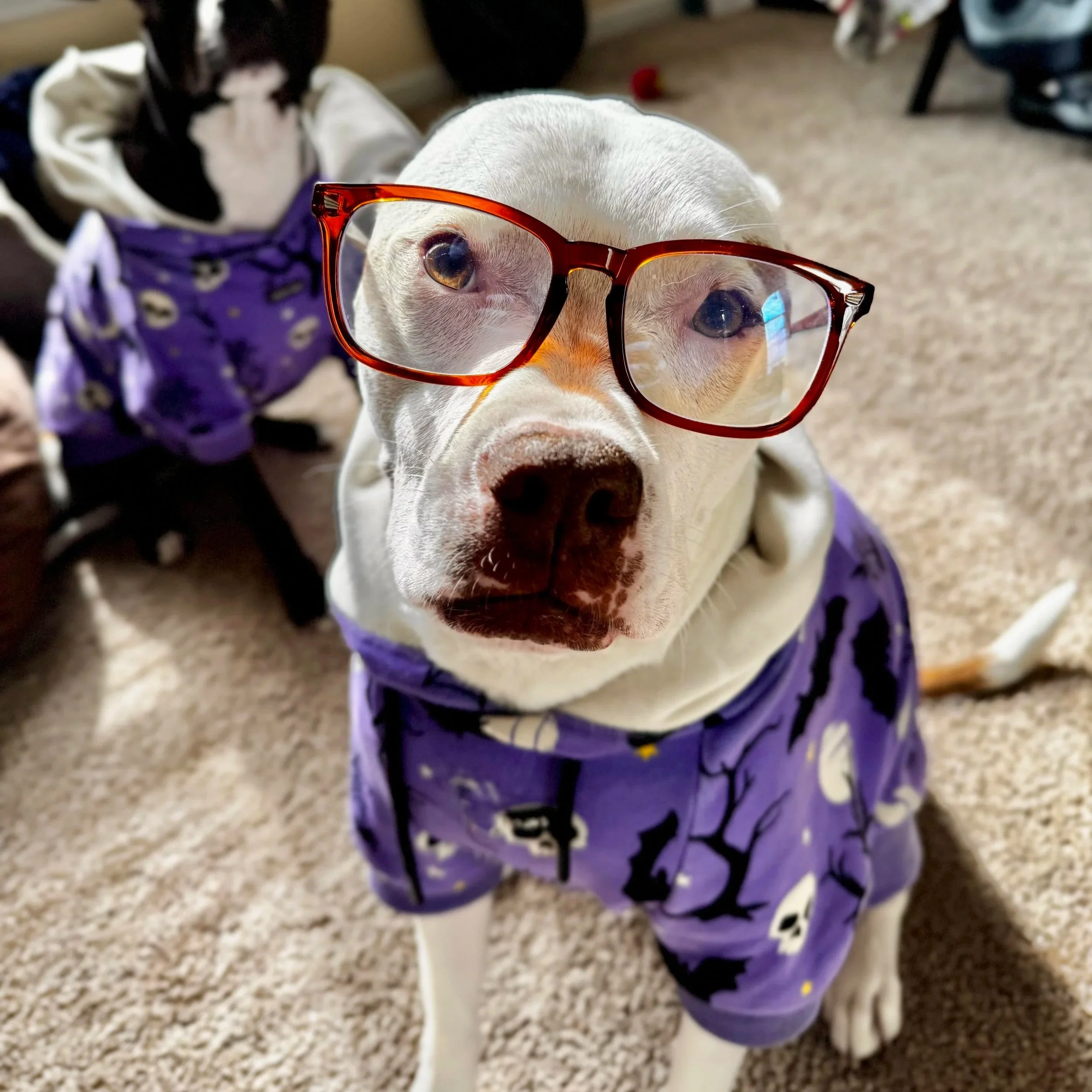 A dog looking at a camera while wearing a sweatshirt and glasses with another dog in the background.