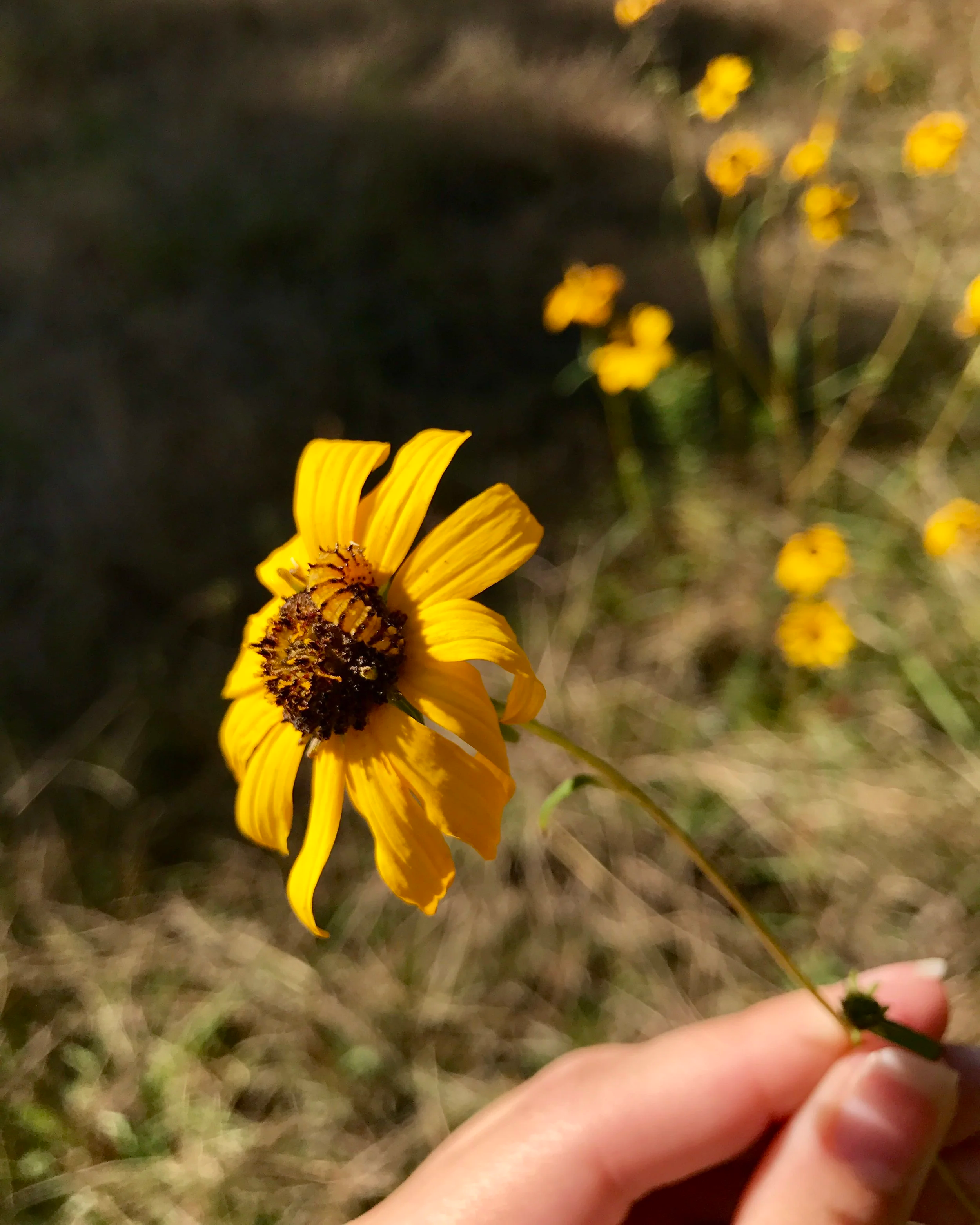 A moth caterpillar foraging on a sunflower.