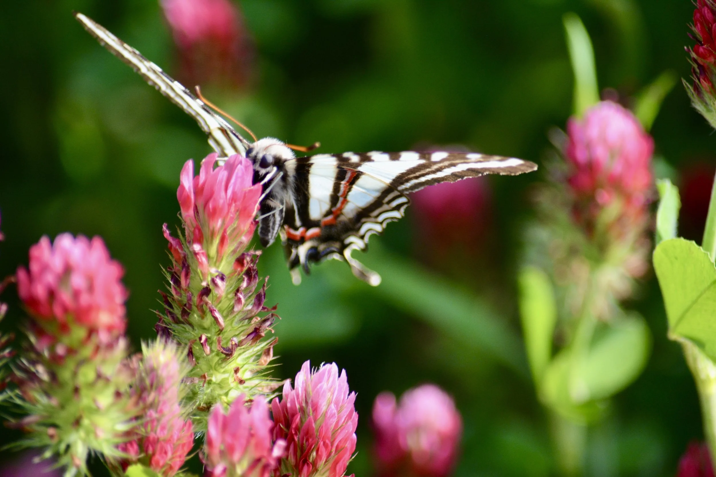 A zebra swallowtail on foraging clover.