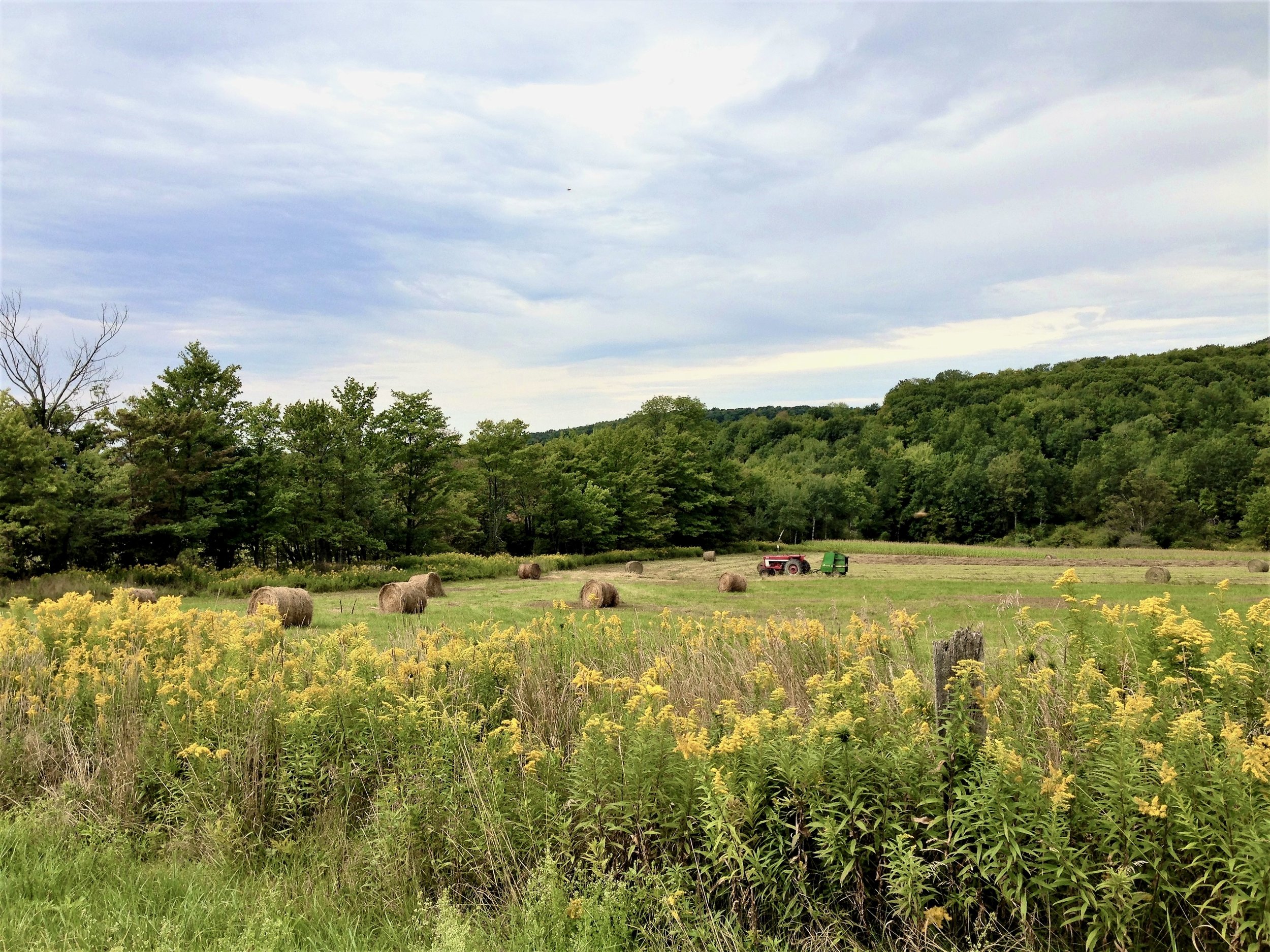 An agricultural field with bales of hay and a tractor surrounded by forest and a patch of goldenrod.