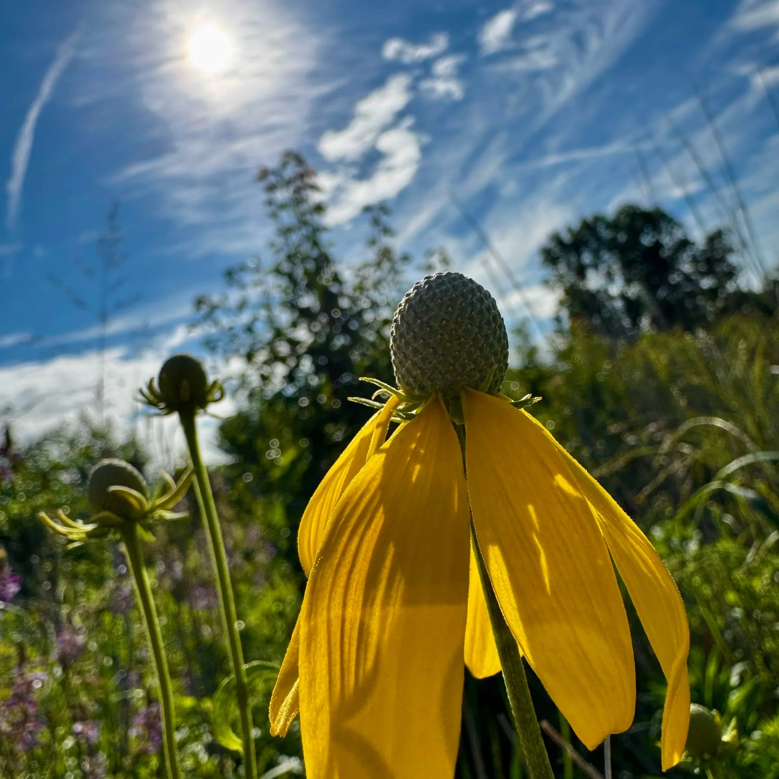 A wildflower field with a grayhead coneflower in the foreground.