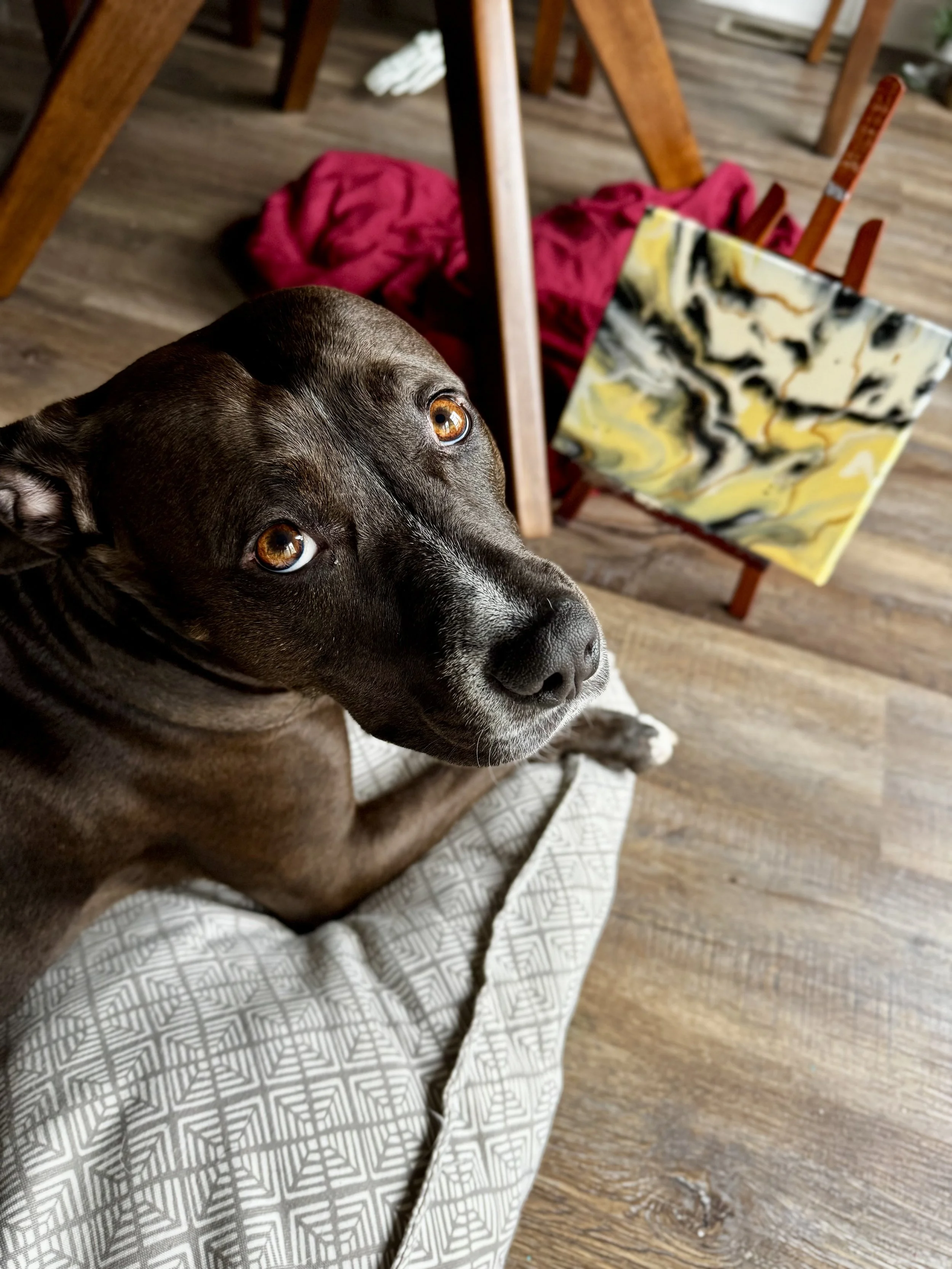 A dog looking at the camera with a small painting in the background.