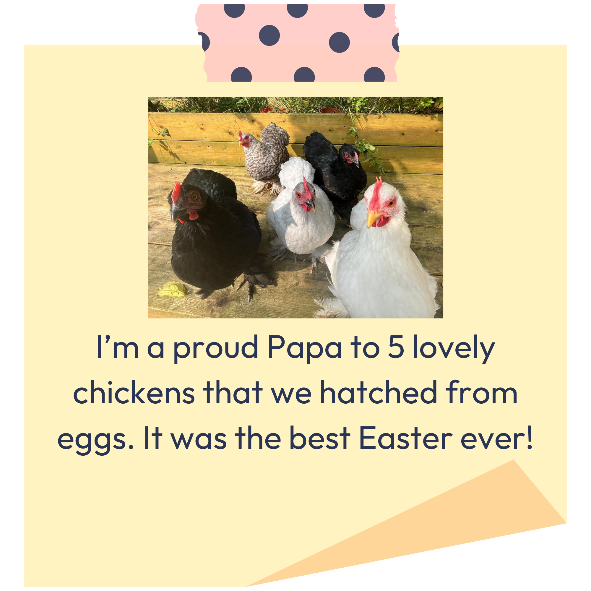 Photo of a group of chickens, including black, white, and speckled, standing on a wooden deck with a garden fence and plants in the background.