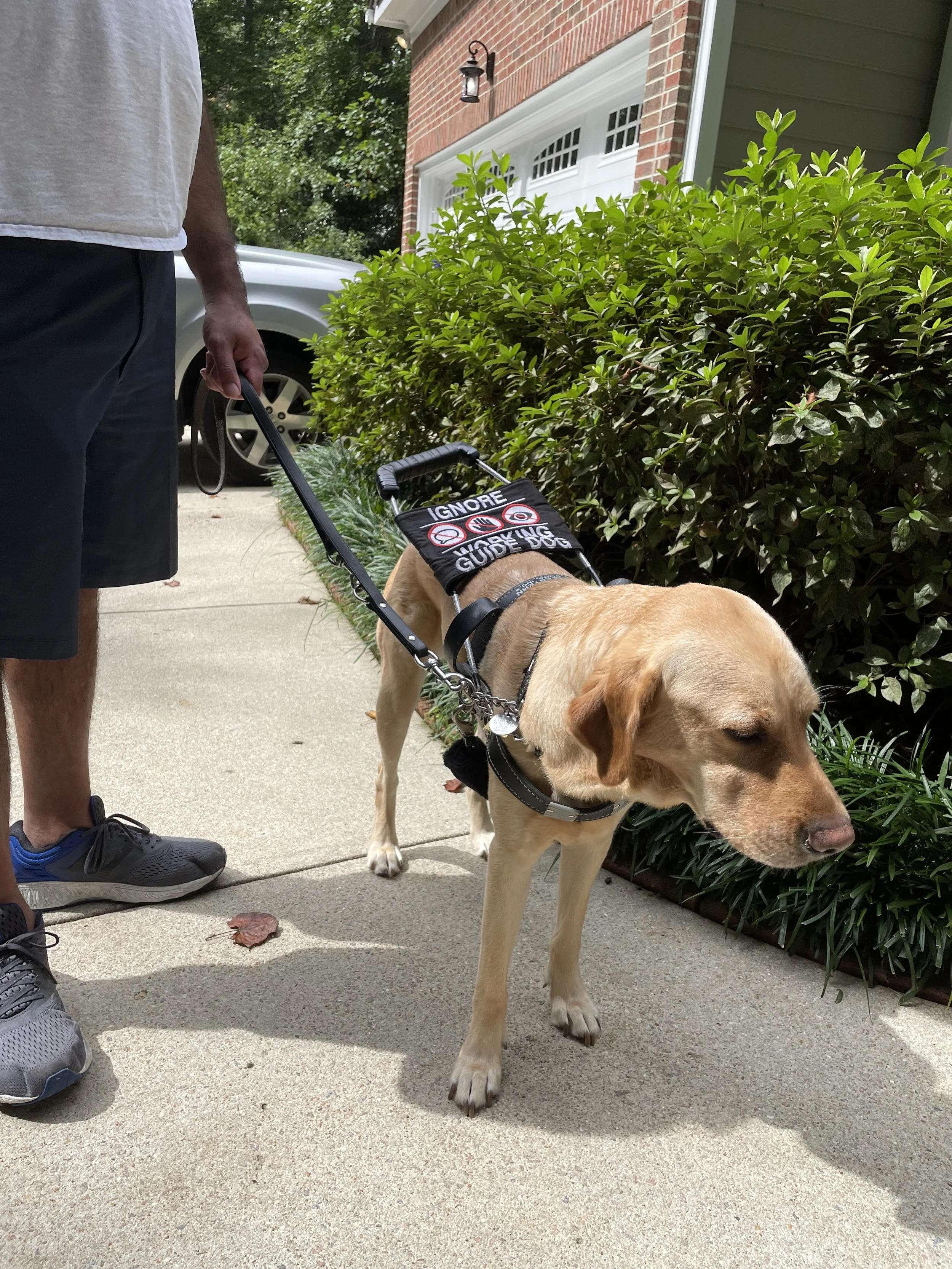 Out for a walk with the new harness