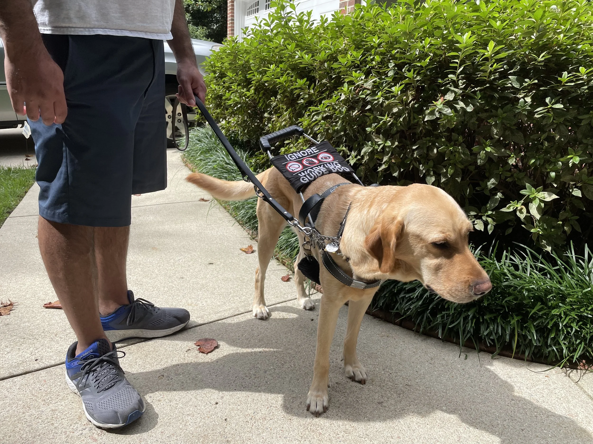 Guide Dog Harness