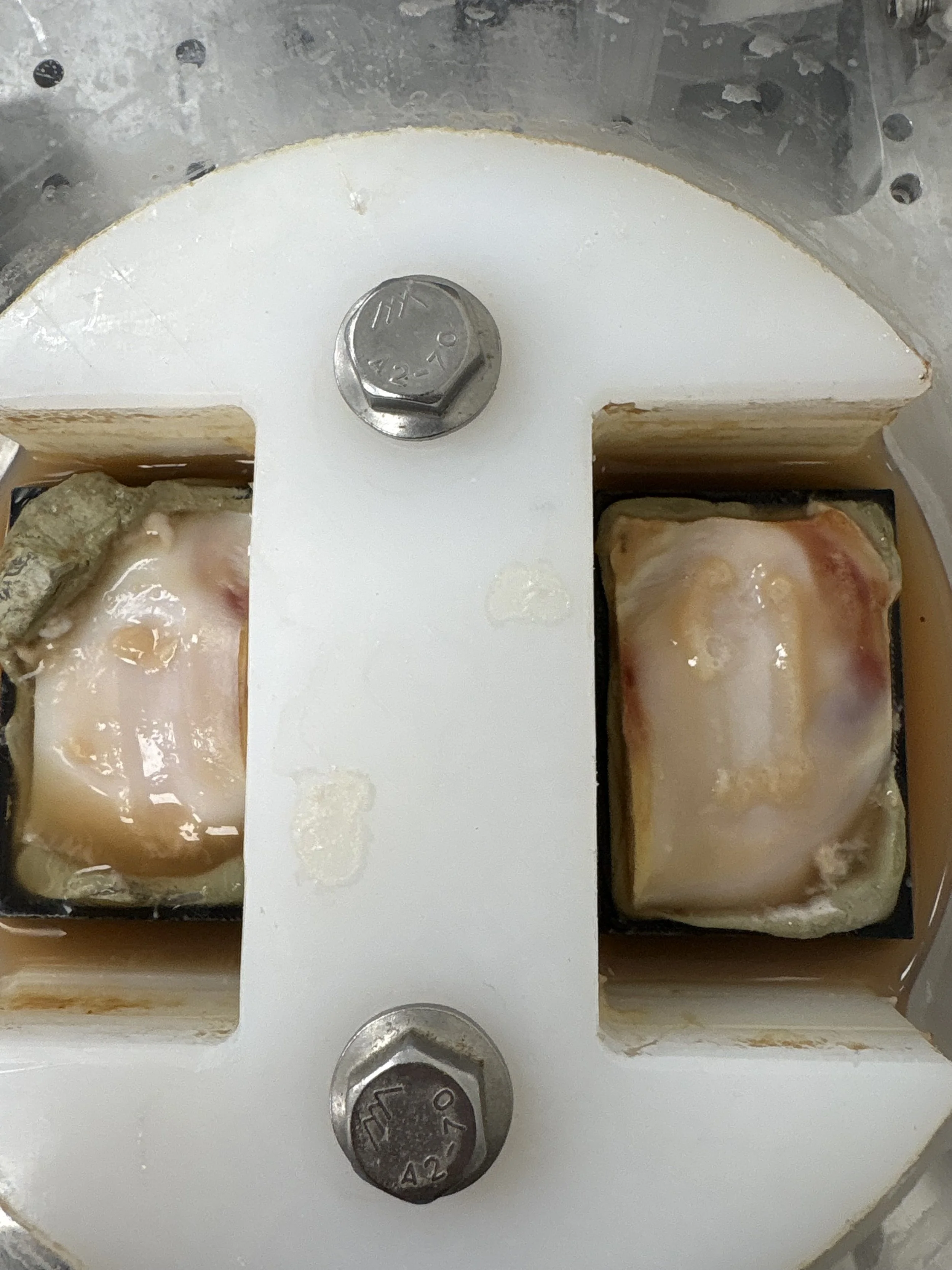 Fixturing for cartilage samples to be tested.