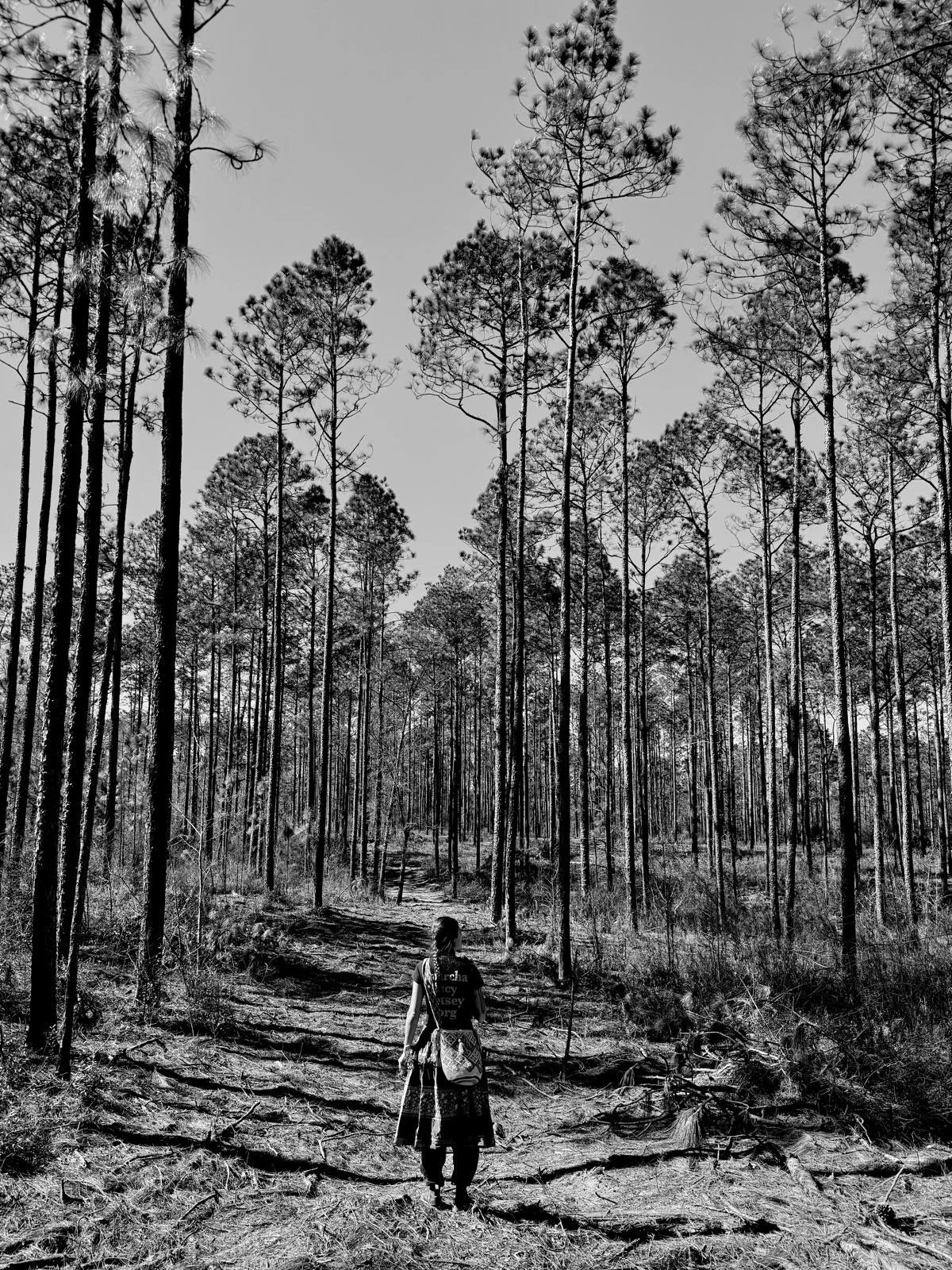 Two people walking on a dirt trail through a dense forest of tall, thin pine trees. The photo is in black and white.