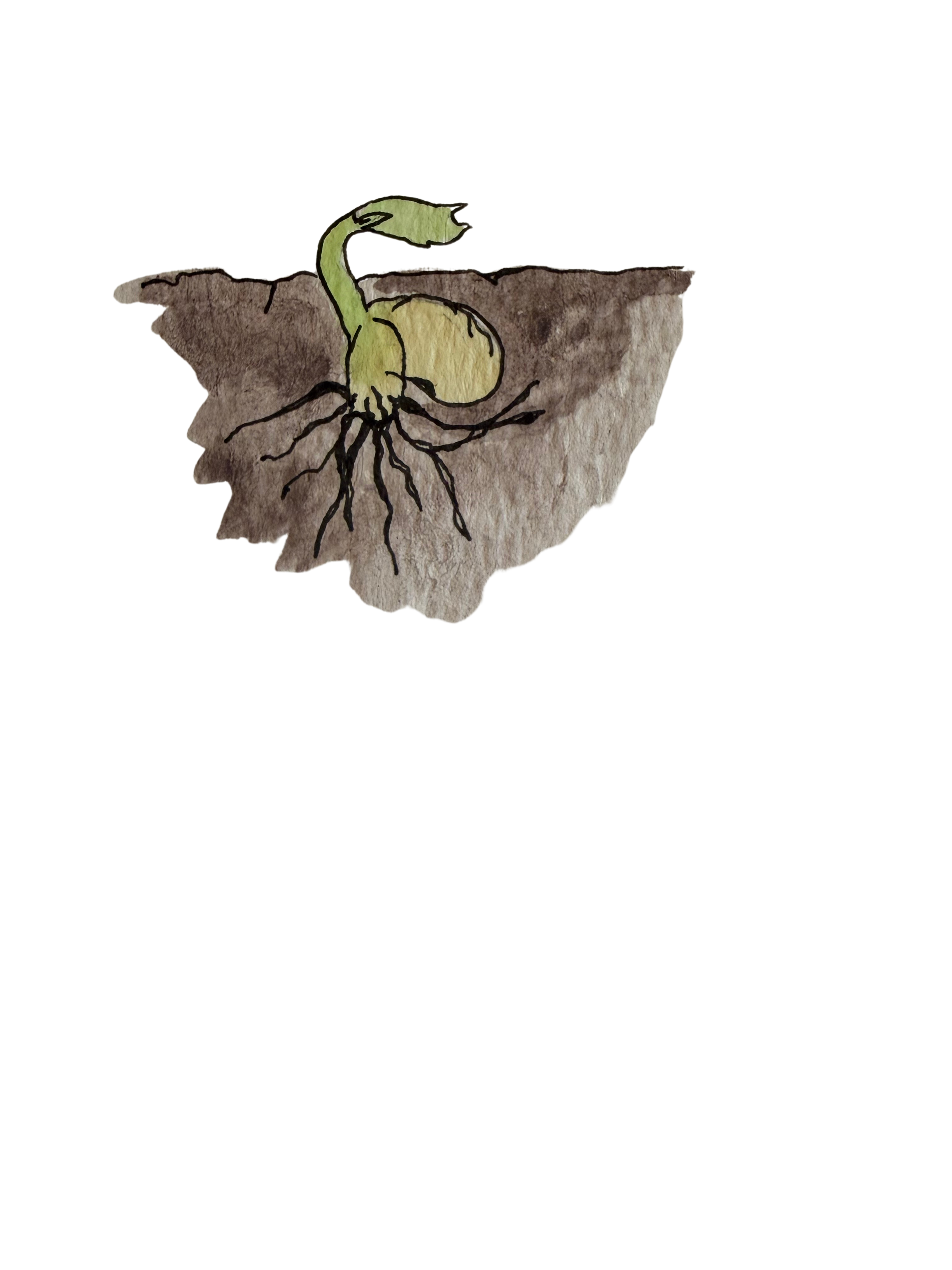 A watercolor illustration of a sprouting plant with roots in the soil, showing the initial growth stage of a seedling emerging from the ground.