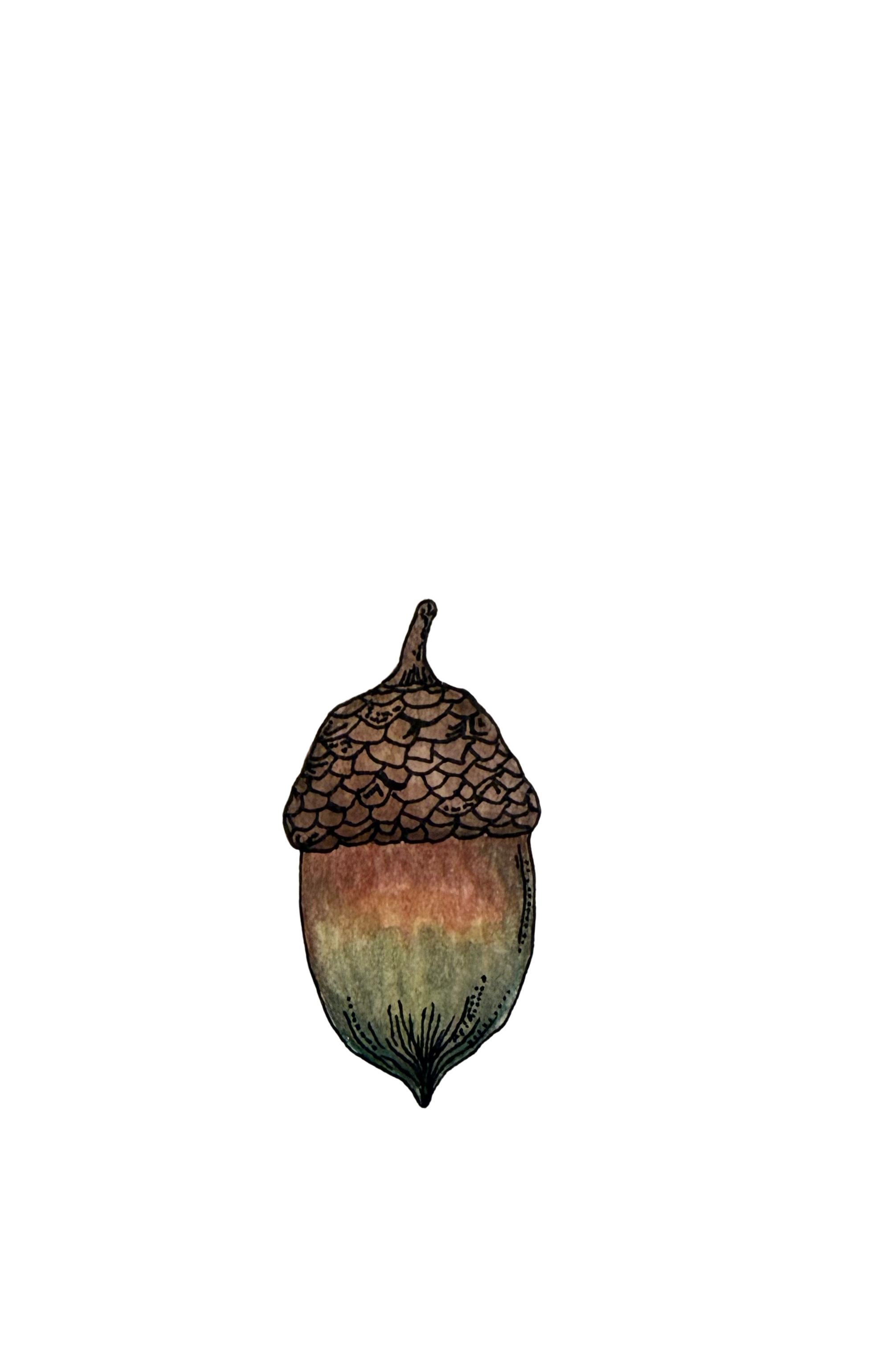 Hand-drawn illustration of an acorn with a textured cap and a smudged, gradient body, positioned against a white background.
