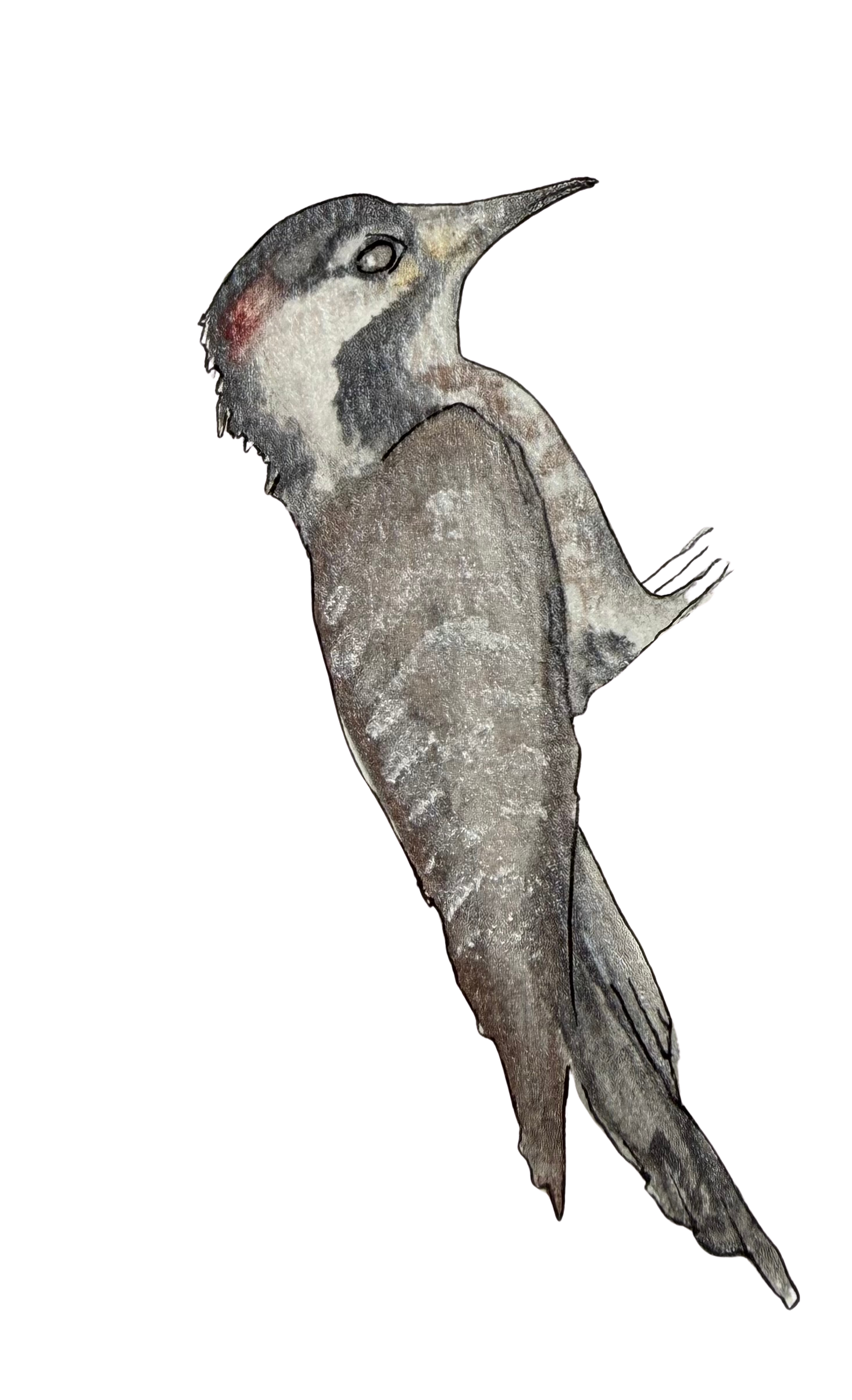 Artistic illustration of a woodpecker bird with a red spot on its cheek, facing left on a white background.