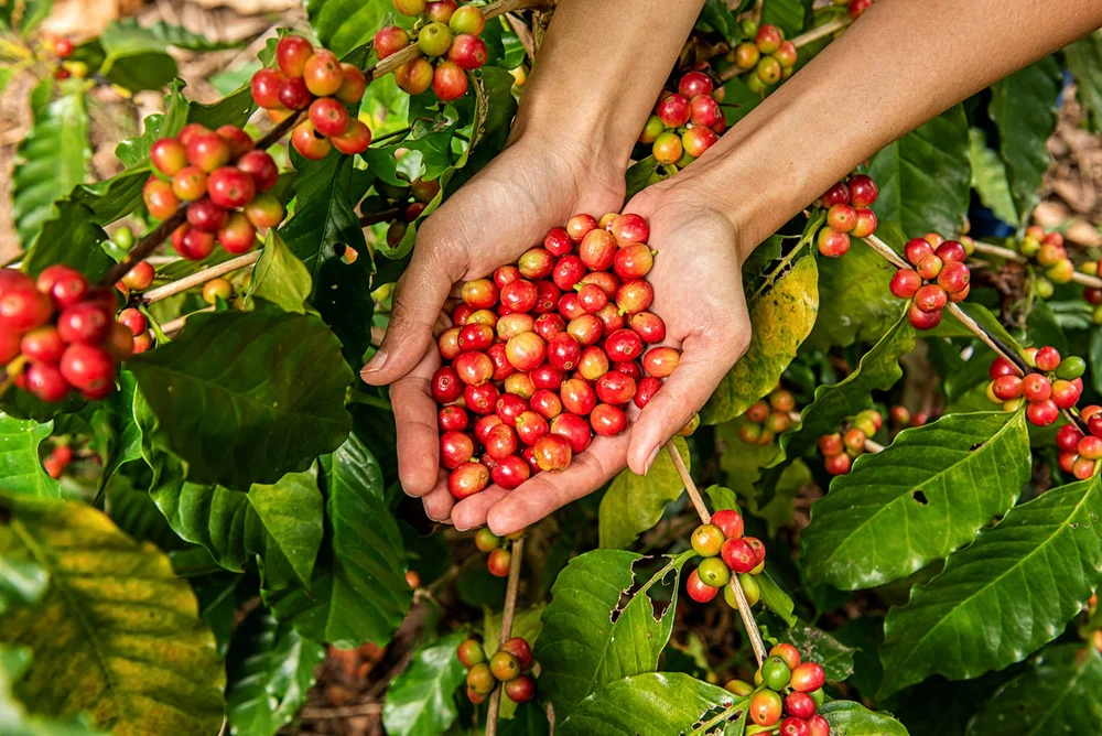 Coffee Tour desde Medellín — foto 2 | Tours Medallo