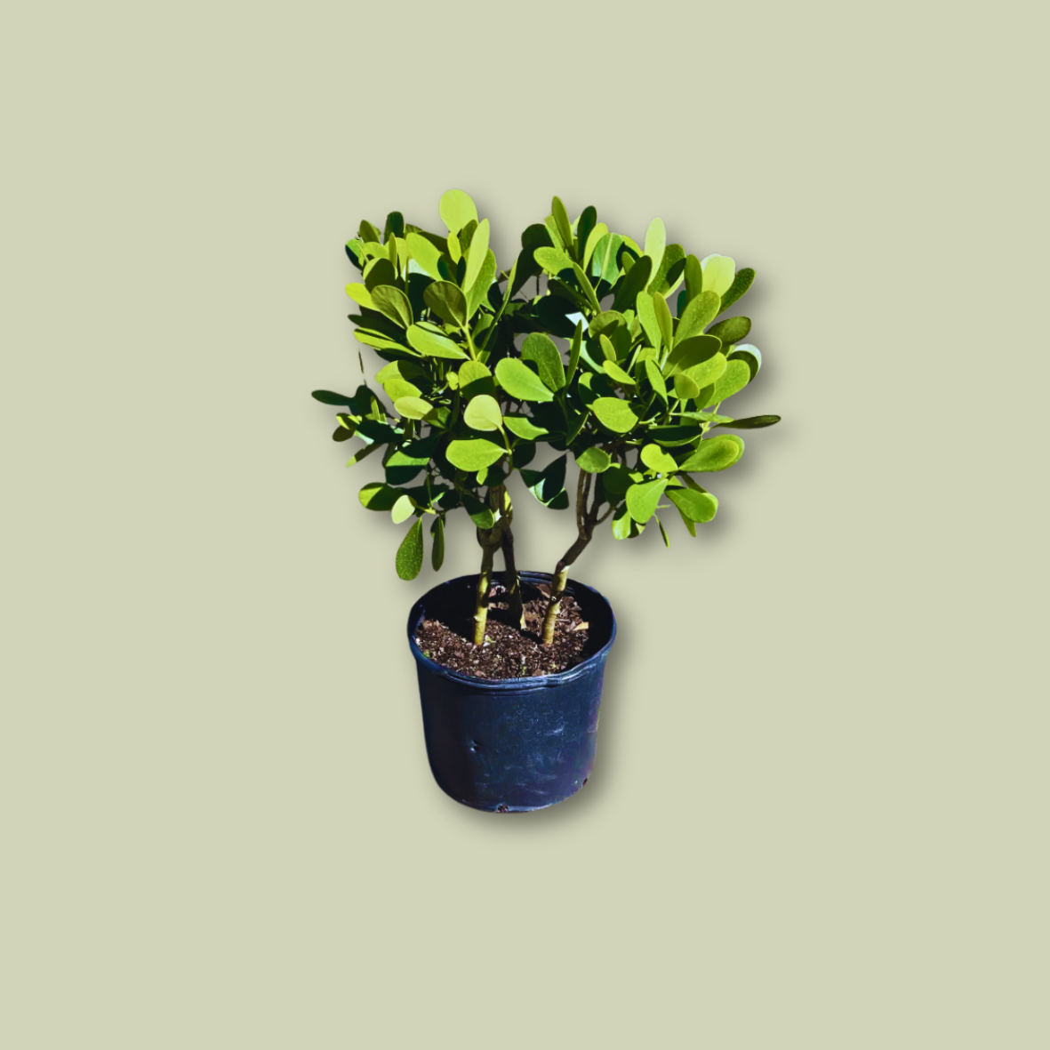 Clusia Guttifera (15 Gallon)