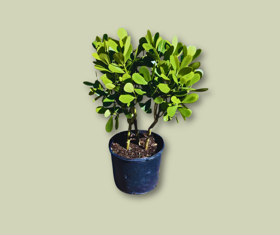 Clusia Guttifera (7 Gallon)