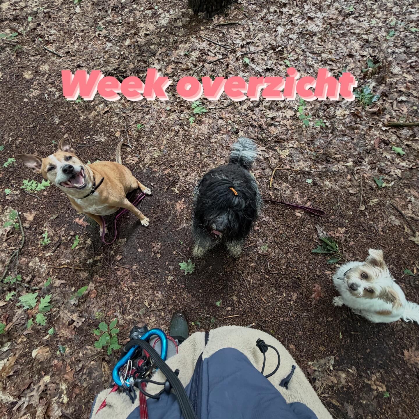 De pootjes gaan omhoog, de modder mag opdrogen en de snackvoorraad wordt aangevuld 🫣
Volgende week beleven we weer nieuwe wandelavonturen&hellip; en wie weet; misschien mag jouw viervoeter gezellig een keer met ons mee?! Ik zou het leuk vinden 🥰 #u