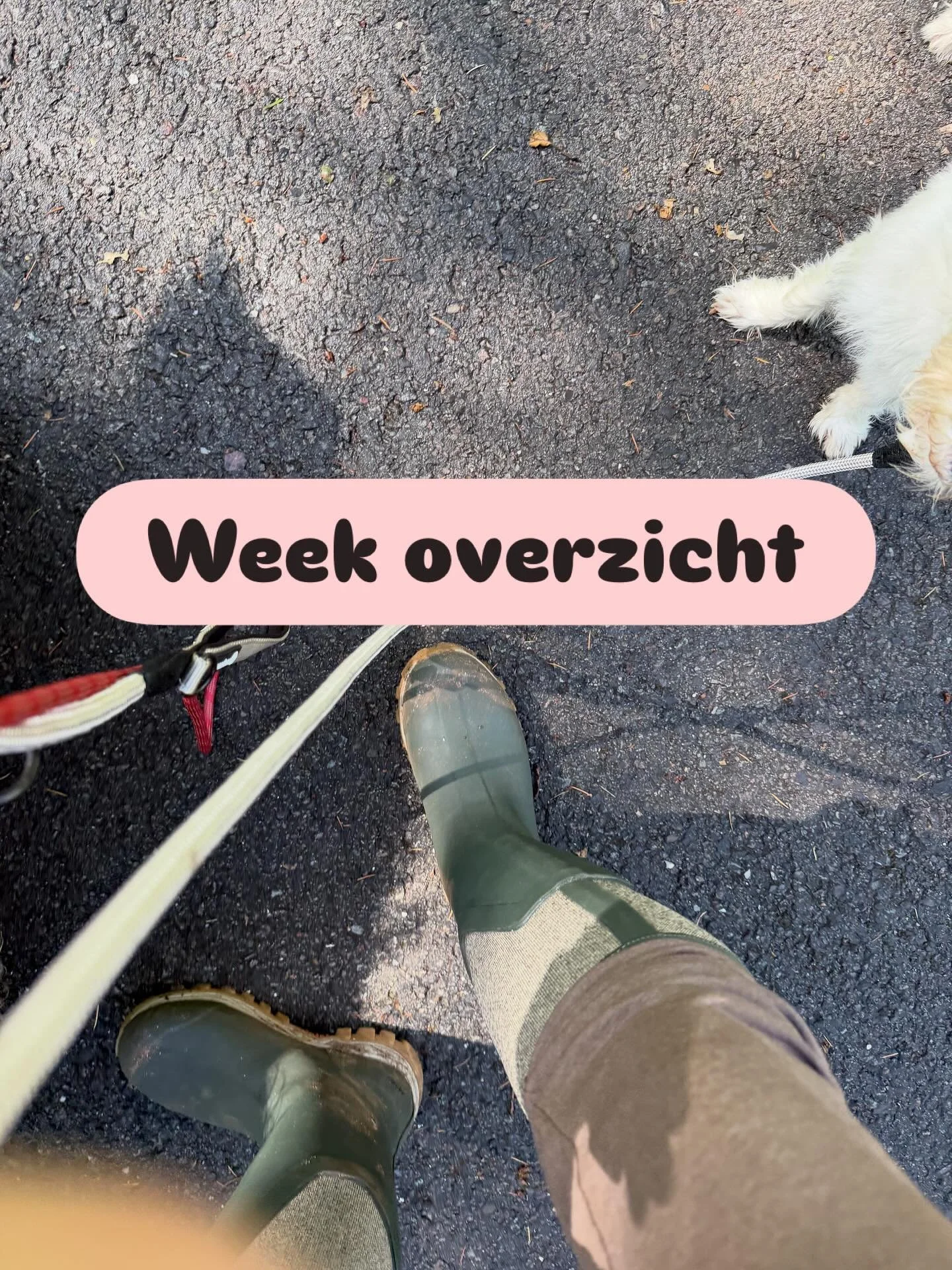 Weer een fantastische week achter de rug! Pikey mocht weer eens mee, en wat was het gezellig. De honden kenden hem al, dus hij paste er meteen weer helemaal tussen.

Ik had deze keer een bal meegenomen, omdat ik weet hoe leuk Lizzy dat vindt. maar ie