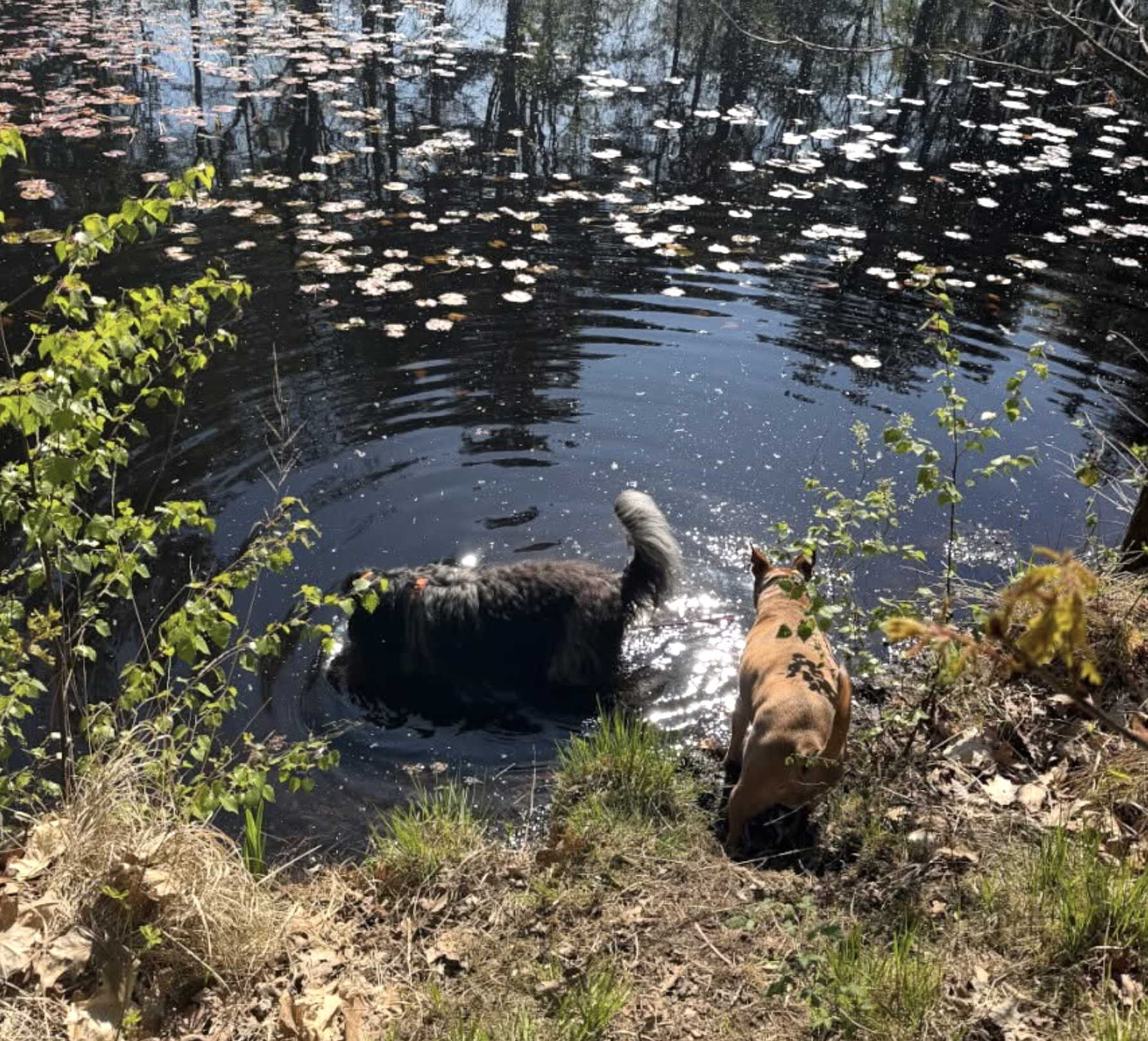 De Wekelijkse Wildernis - 1x per week