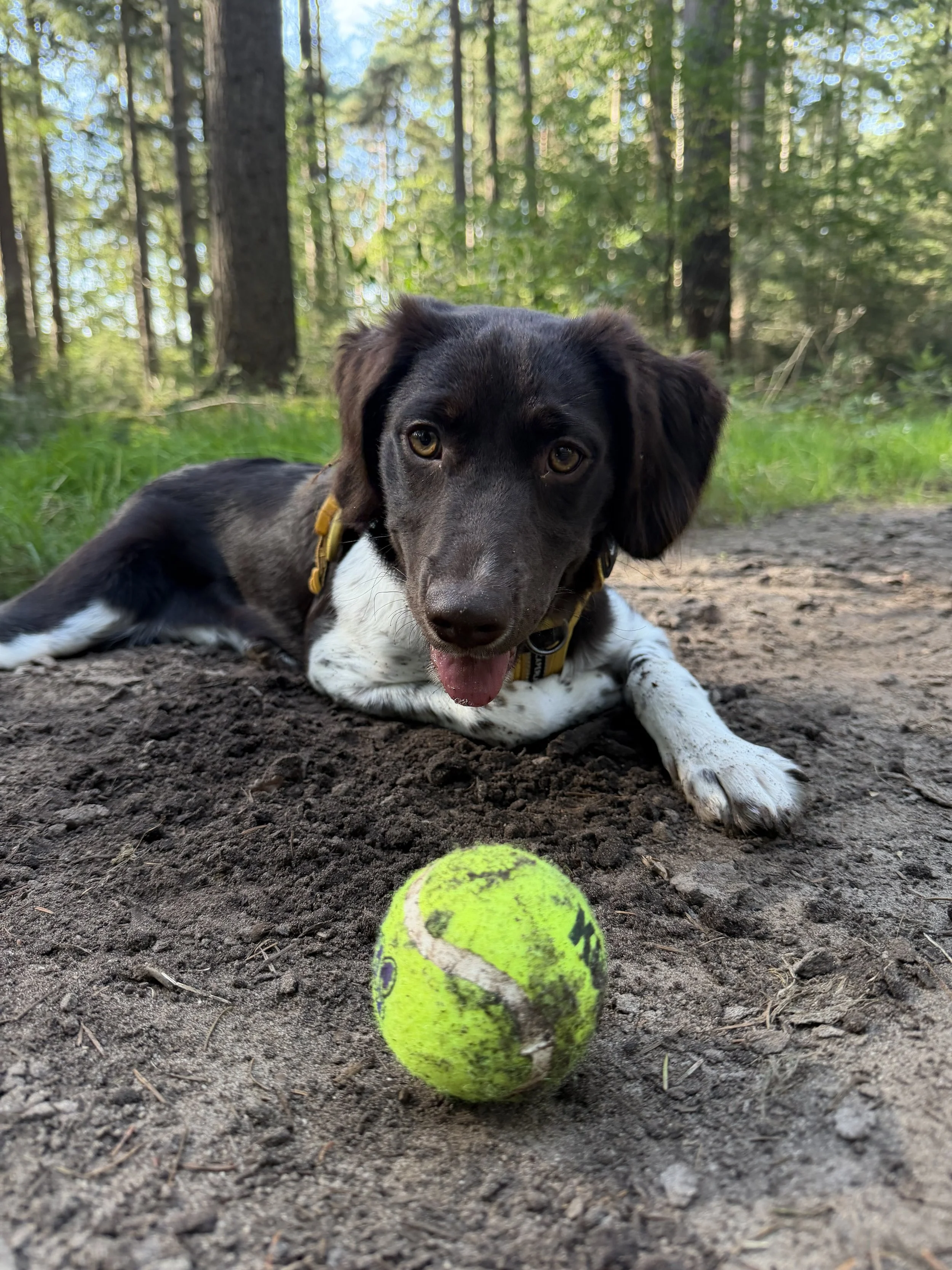 VIP wandeling - 1x per week
