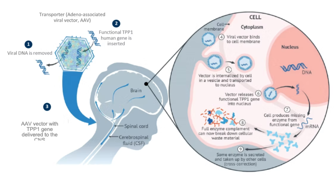 Diagram of gene therapy process for neurological disease. Step 1: Viral DNA is removed from a virus. Step 2: Human TPP1 gene is inserted into the viral vector. Step 3: AAV vector with TPP1 gene is delivered to the central nervous system via injection into the brain, spinal cord, or cerebrospinal fluid. Step 4-9: Inside a cell, the viral vector binds to the cell membrane, is internalized, releases the gene into the nucleus, where it is transcribed into mRNA, producing the missing enzyme to break down waste, with some enzyme secreted and taken up by other cells.