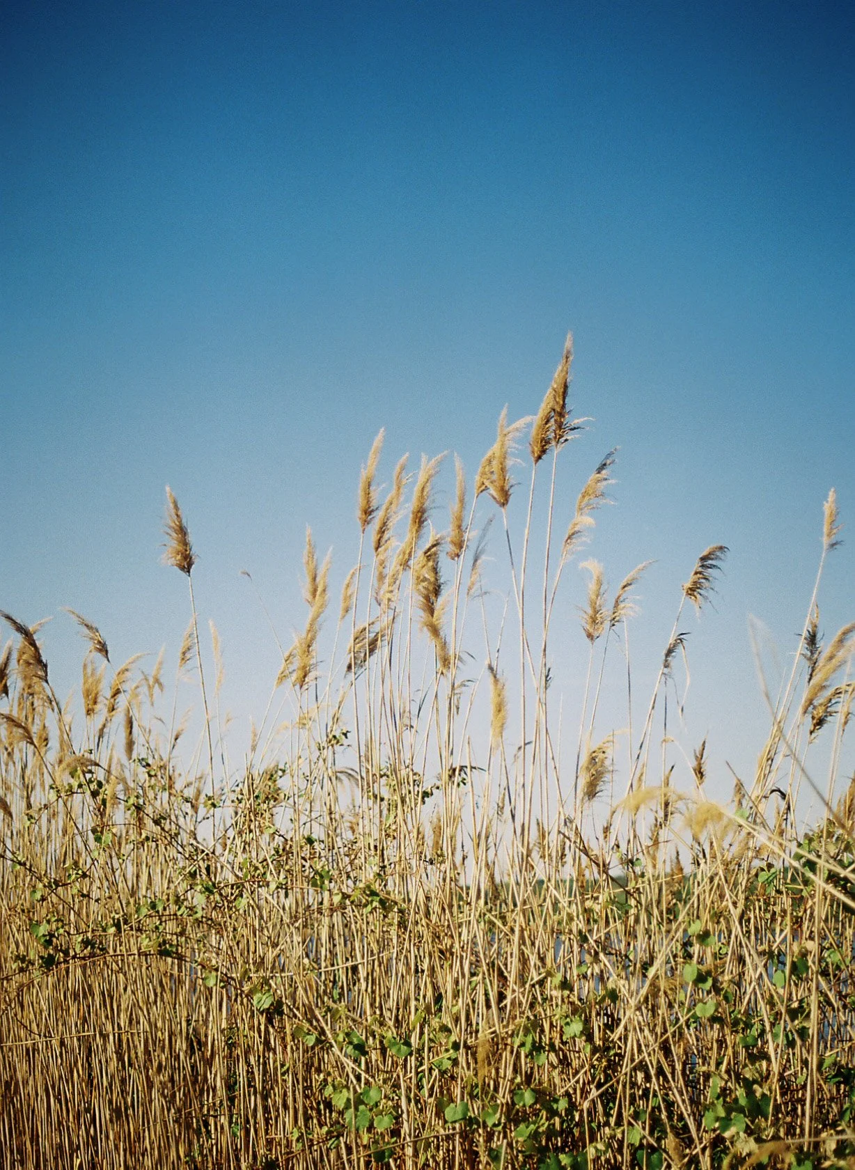 Warren, RI
Canon A1
Kodak Gold 200