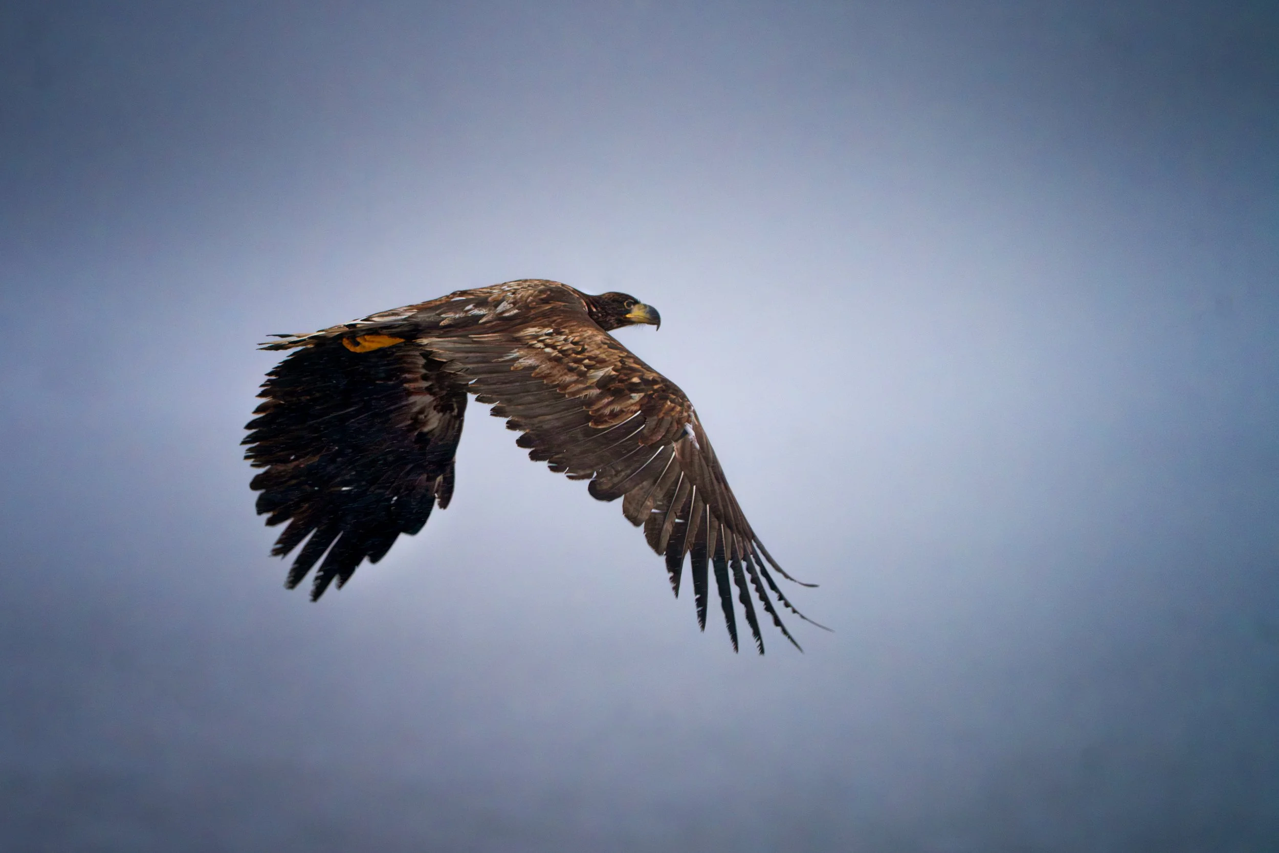 WhiteTailedSeaEagle.jpg